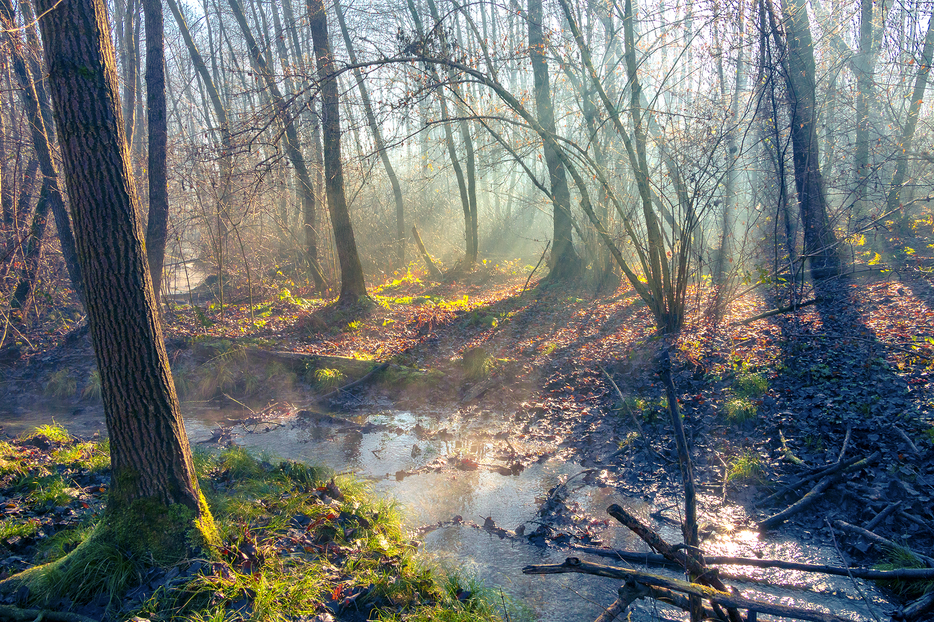 Fog on the Brook