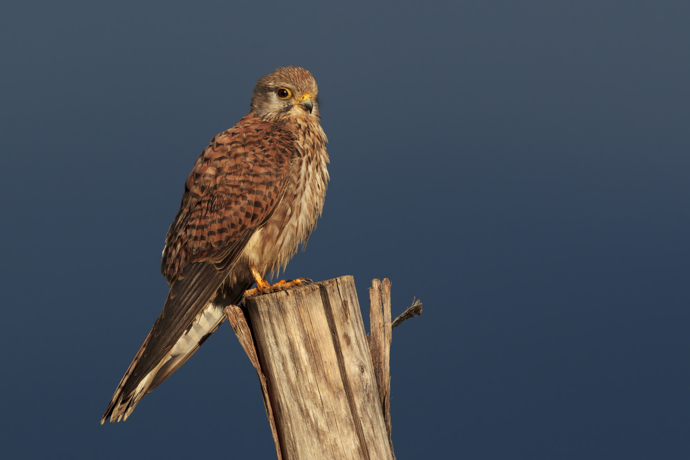 Gheppio  vicino !! kestrel