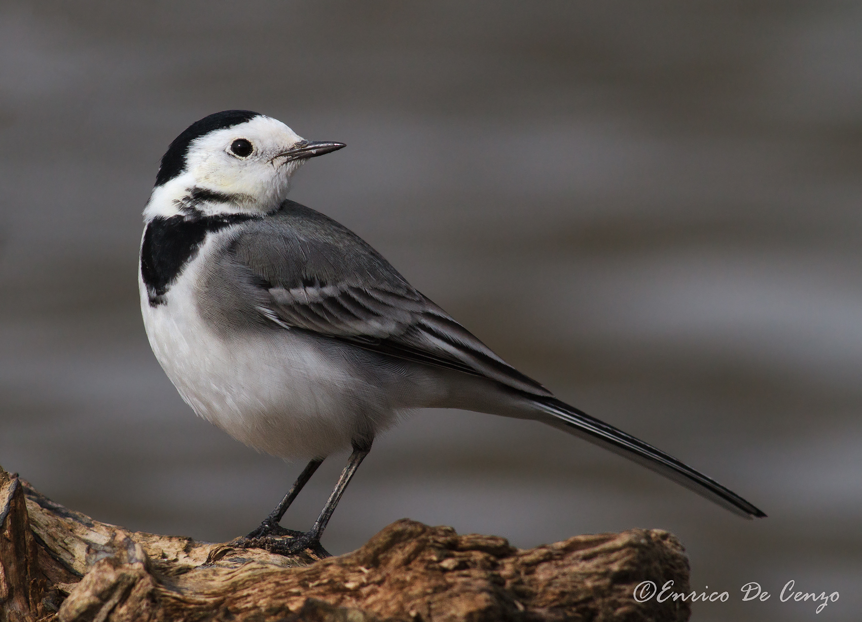 White Wagtail