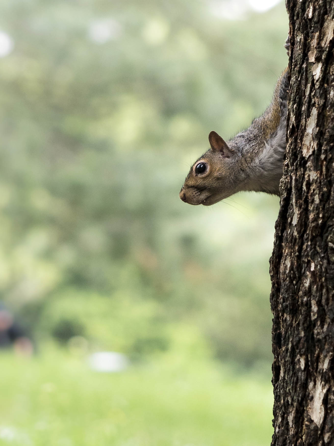 Squirrel 3