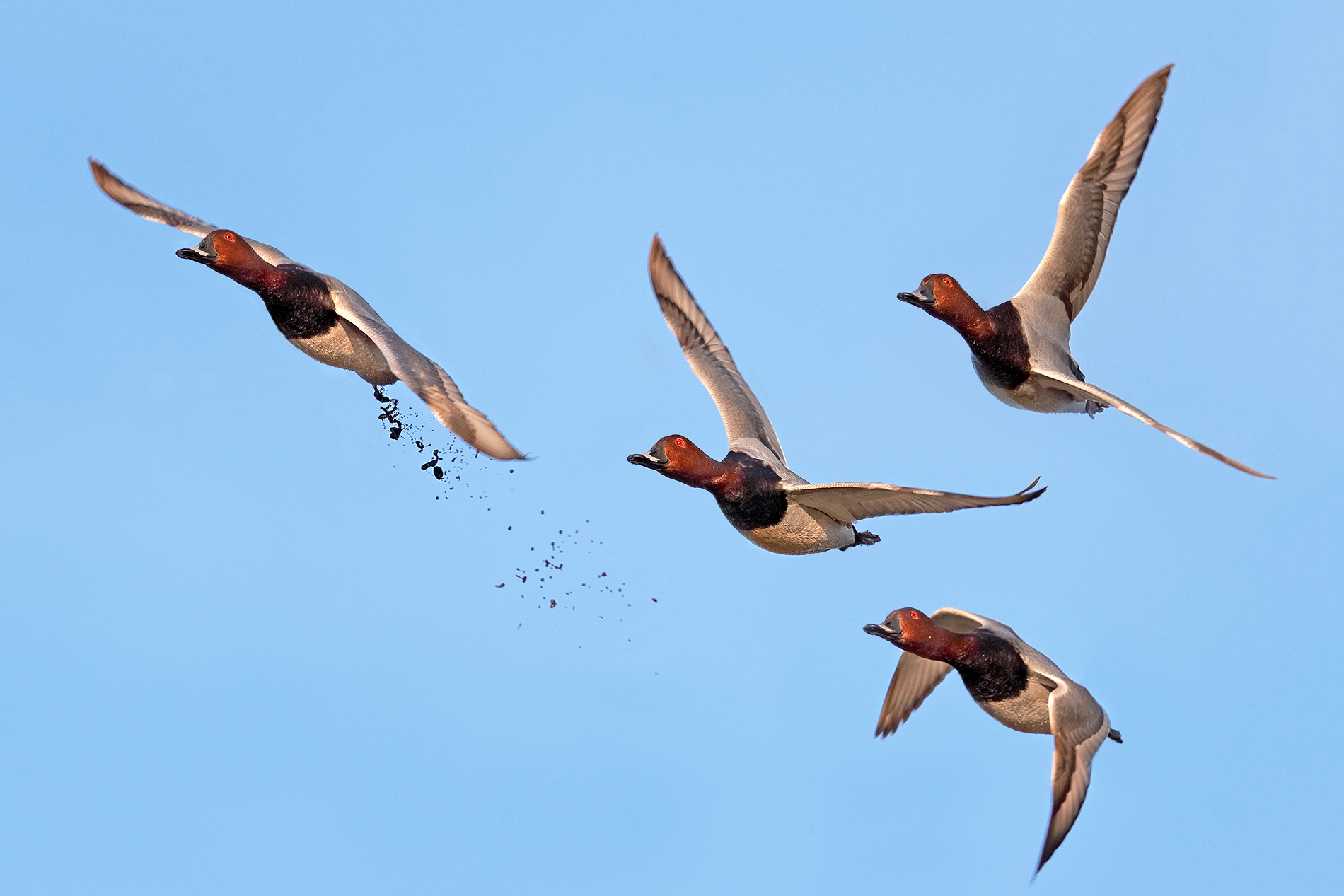 Attenti...grandina! - Moriglioni in volo