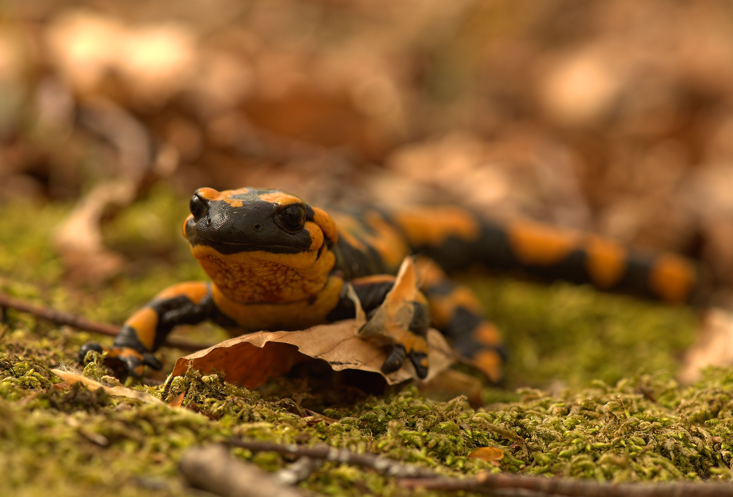 Salamandra pezzata (Salamandra Salamandra giglioils)