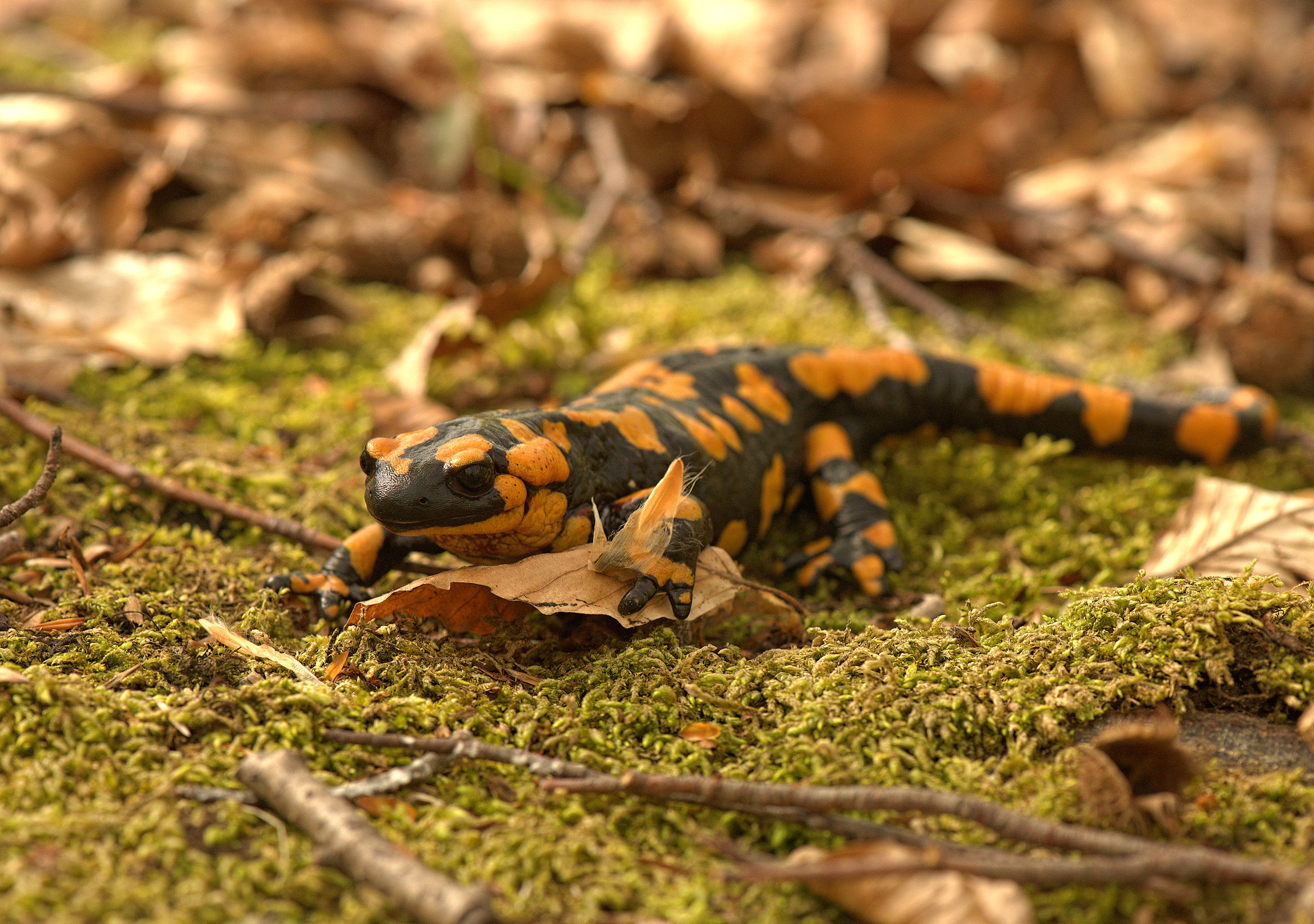 Salamandra pezzata (Salamandra Salamandra giglioils)