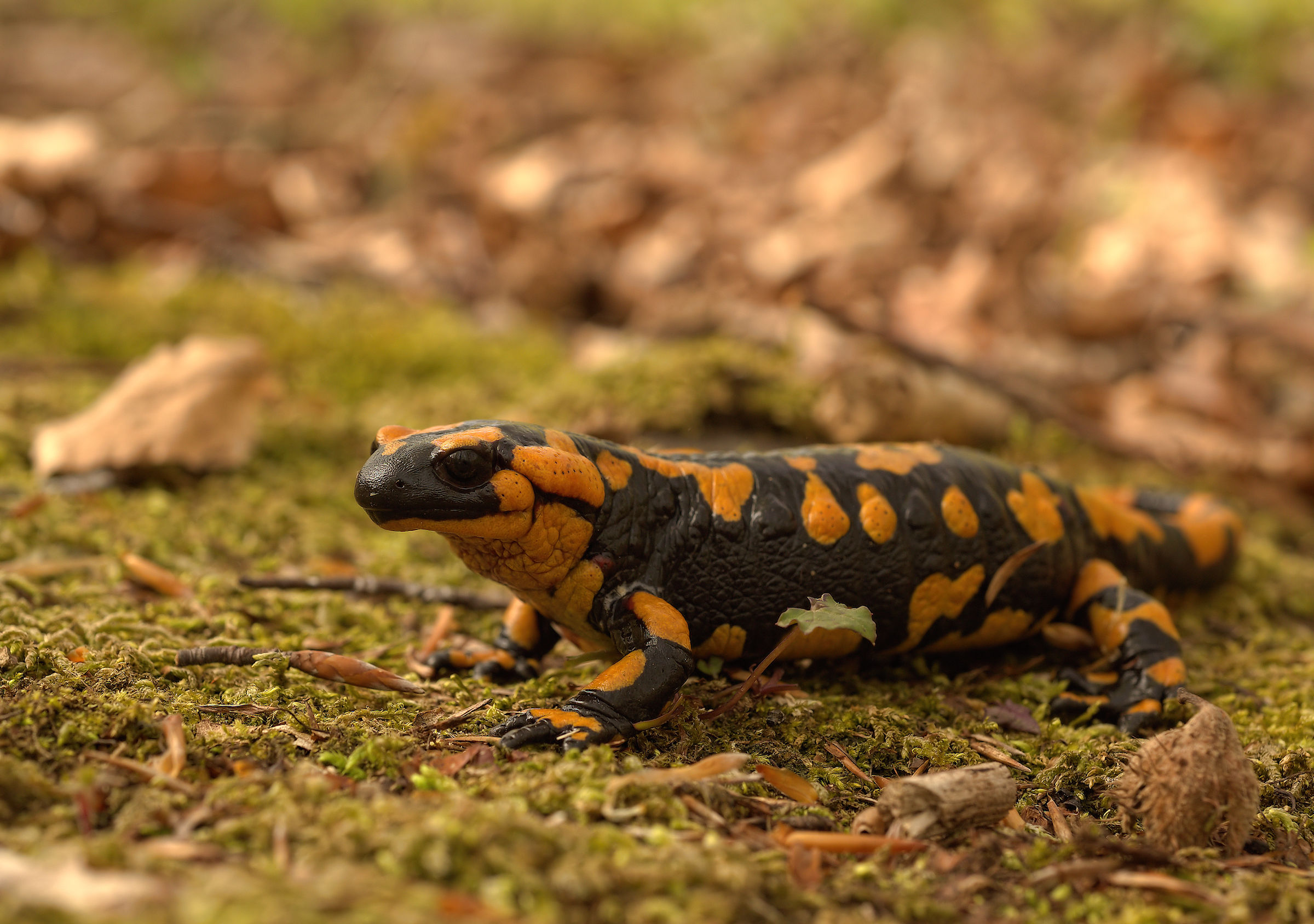 Salamandra pezzata (Salamandra Salamandra giglioils)