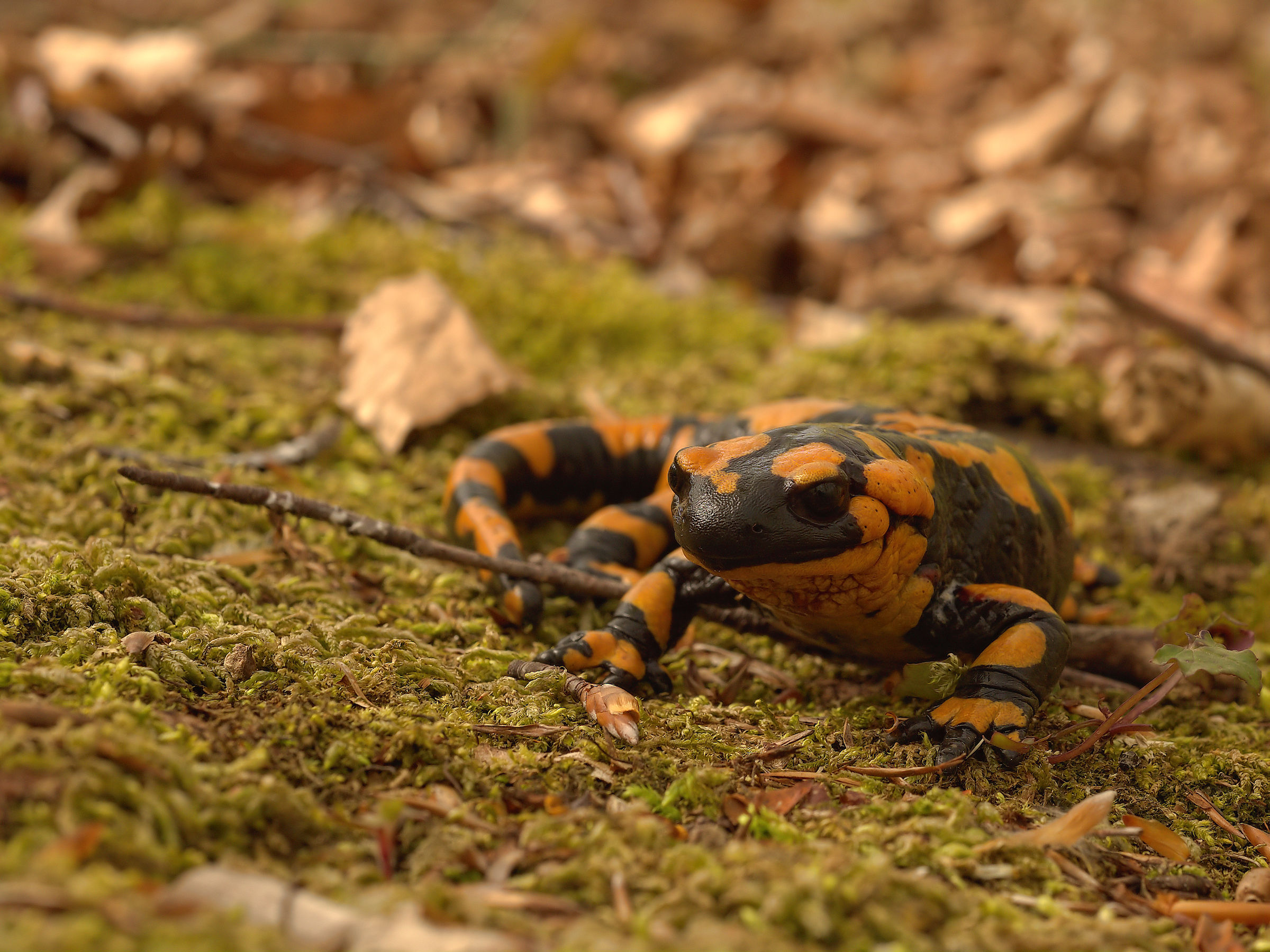 Salamandra pezzata (Salamandra Salamandra giglioils)