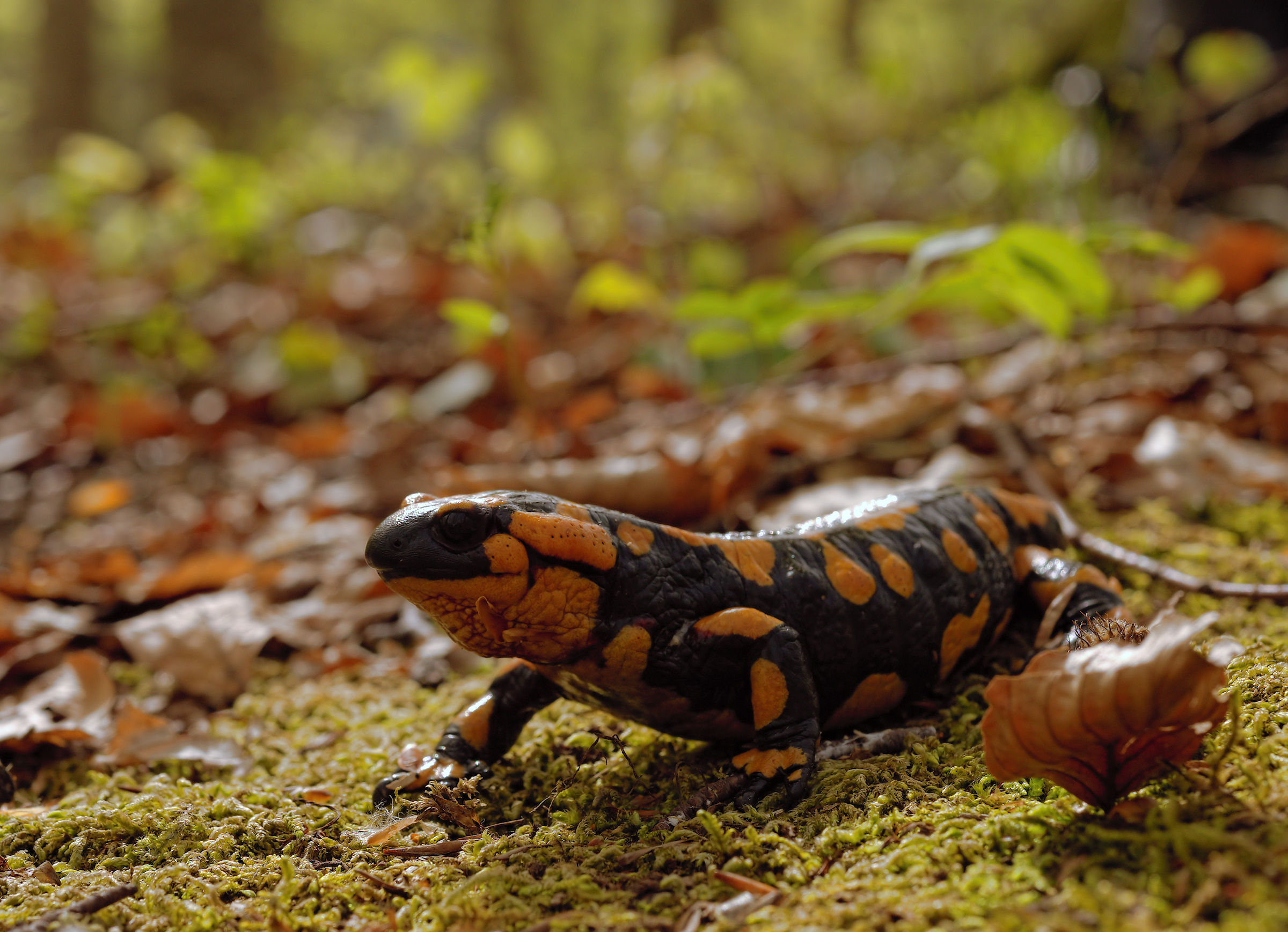 Salamandra pezzata (Salamandra Salamandra giglioils)