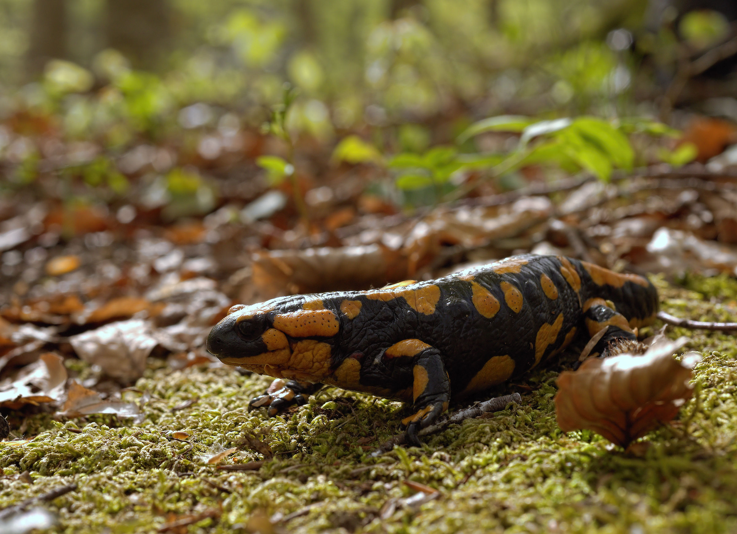 Salamandra pezzata (Salamandra Salamandra giglioils)