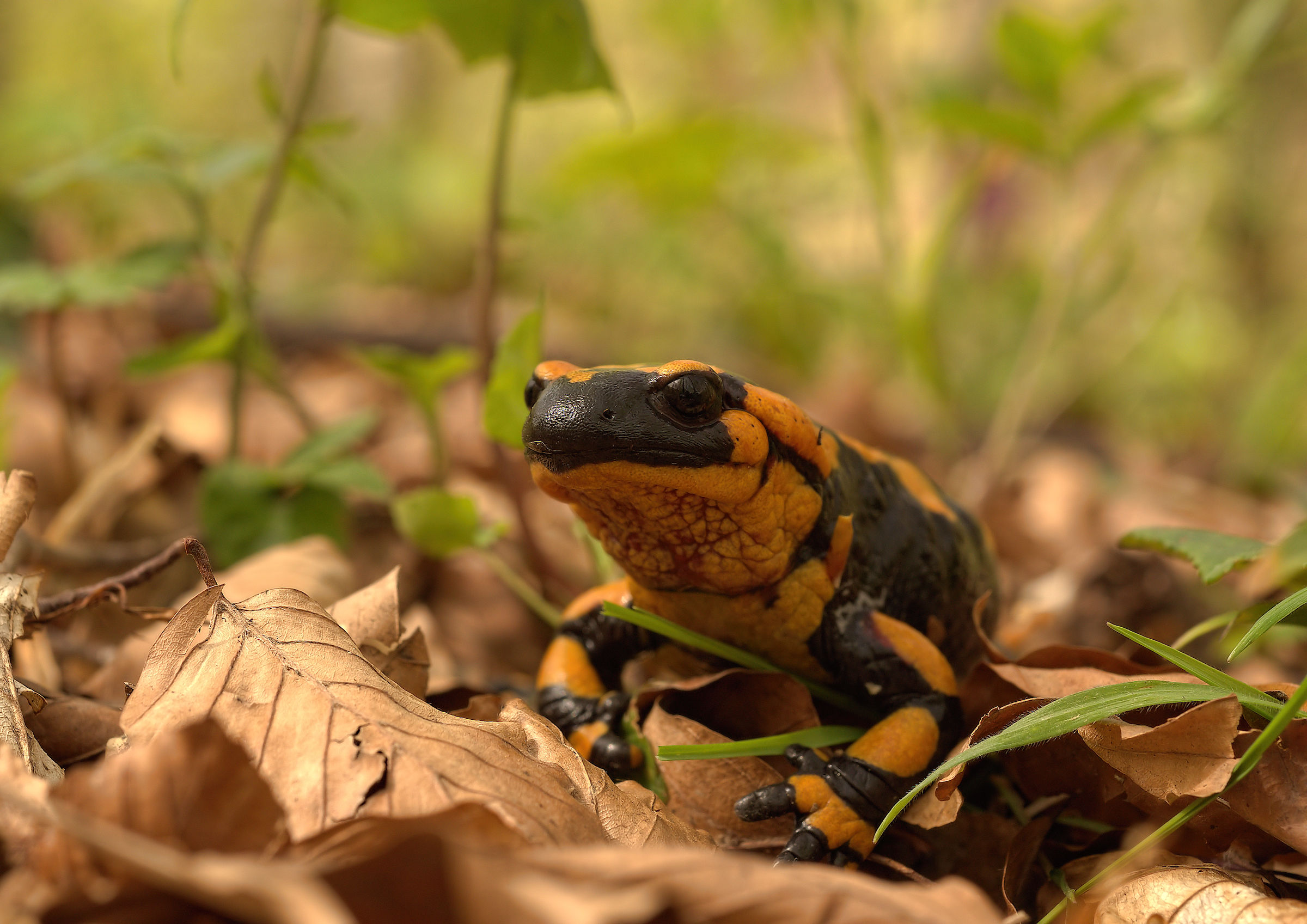 Salamandra pezzata (Salamandra Salamandra giglioils)
