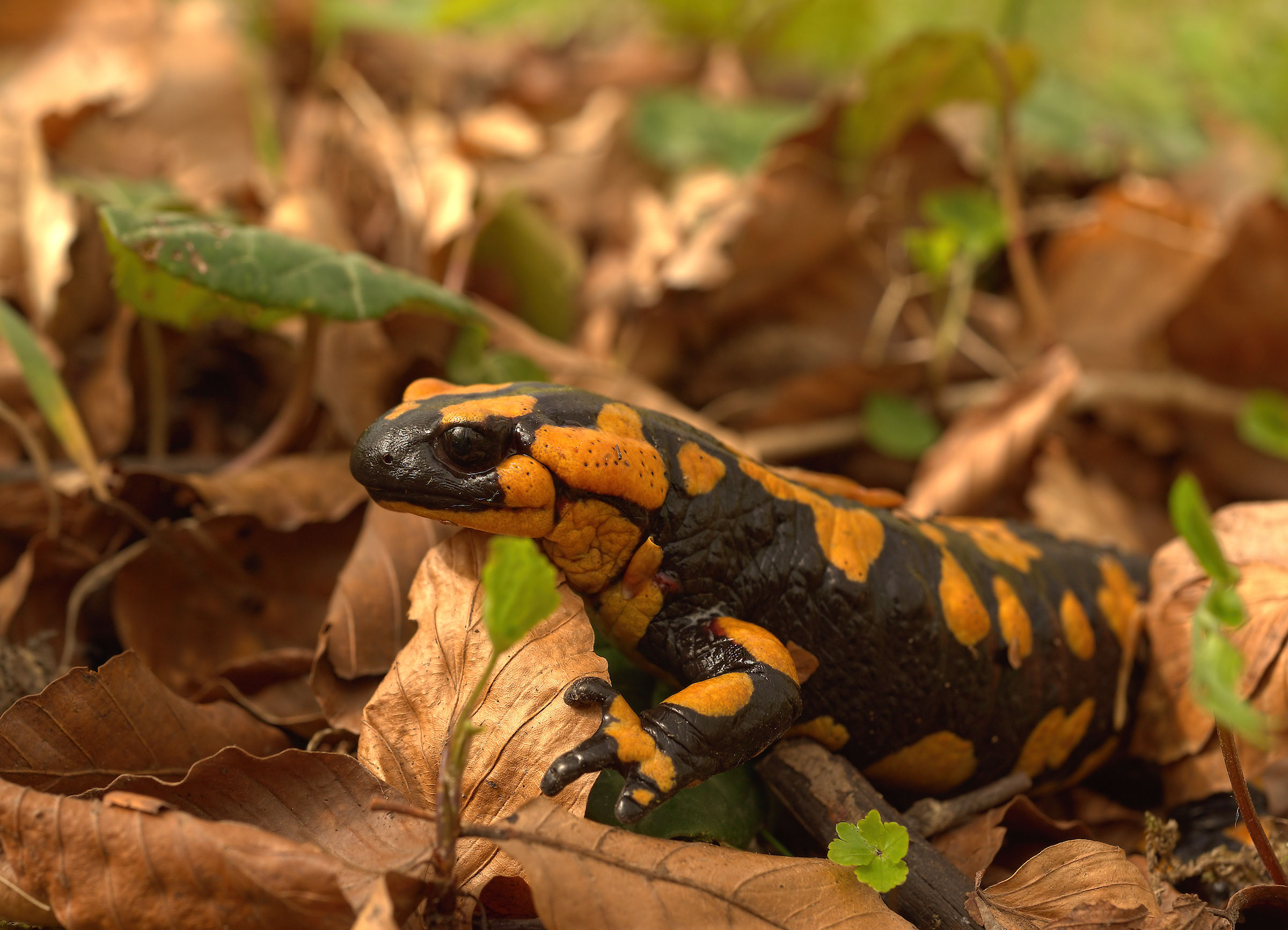 Salamandra pezzata (Salamandra Salamandra giglioils)