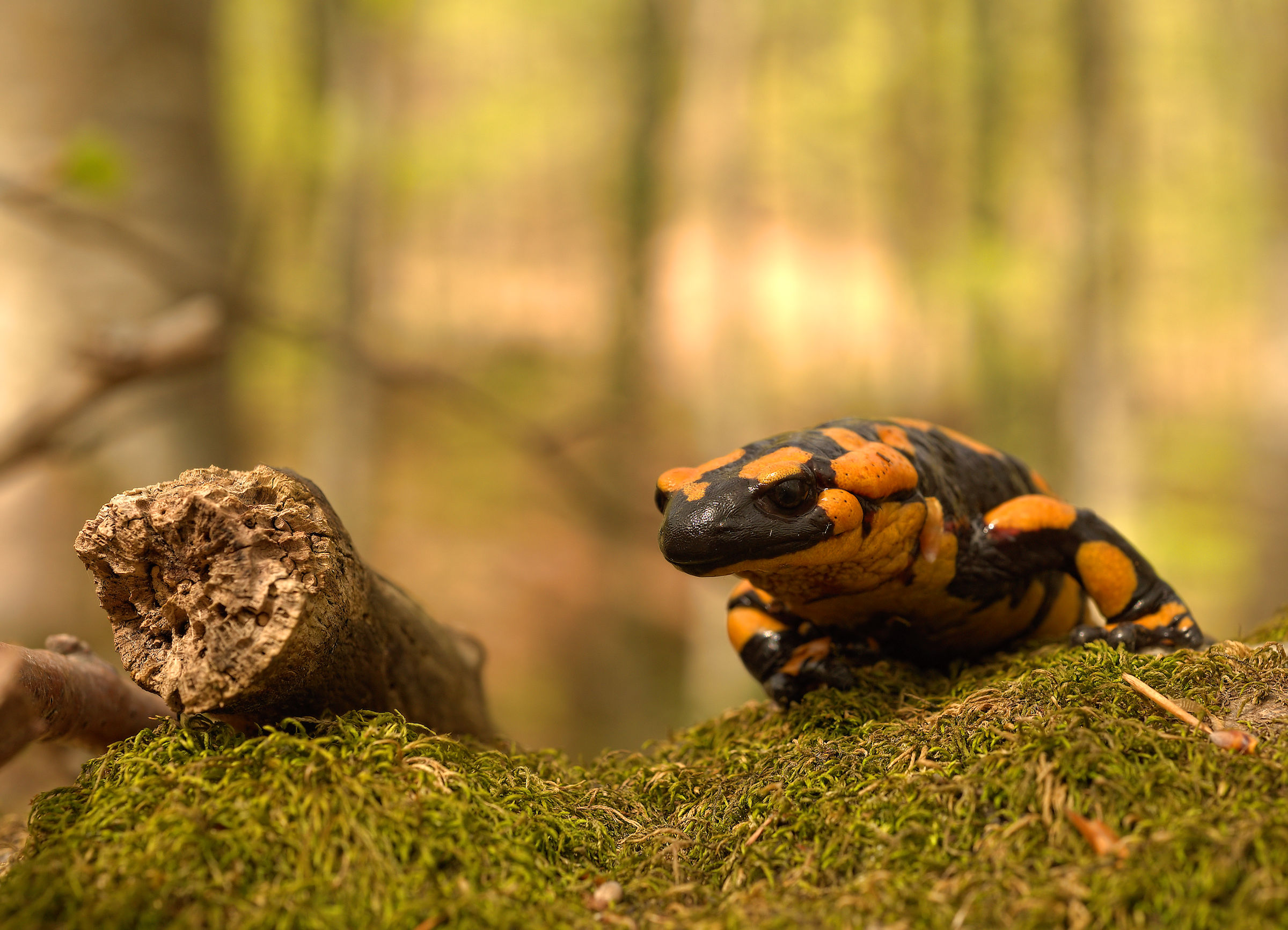 Salamandra pezzata (Salamandra Salamandra giglioils)