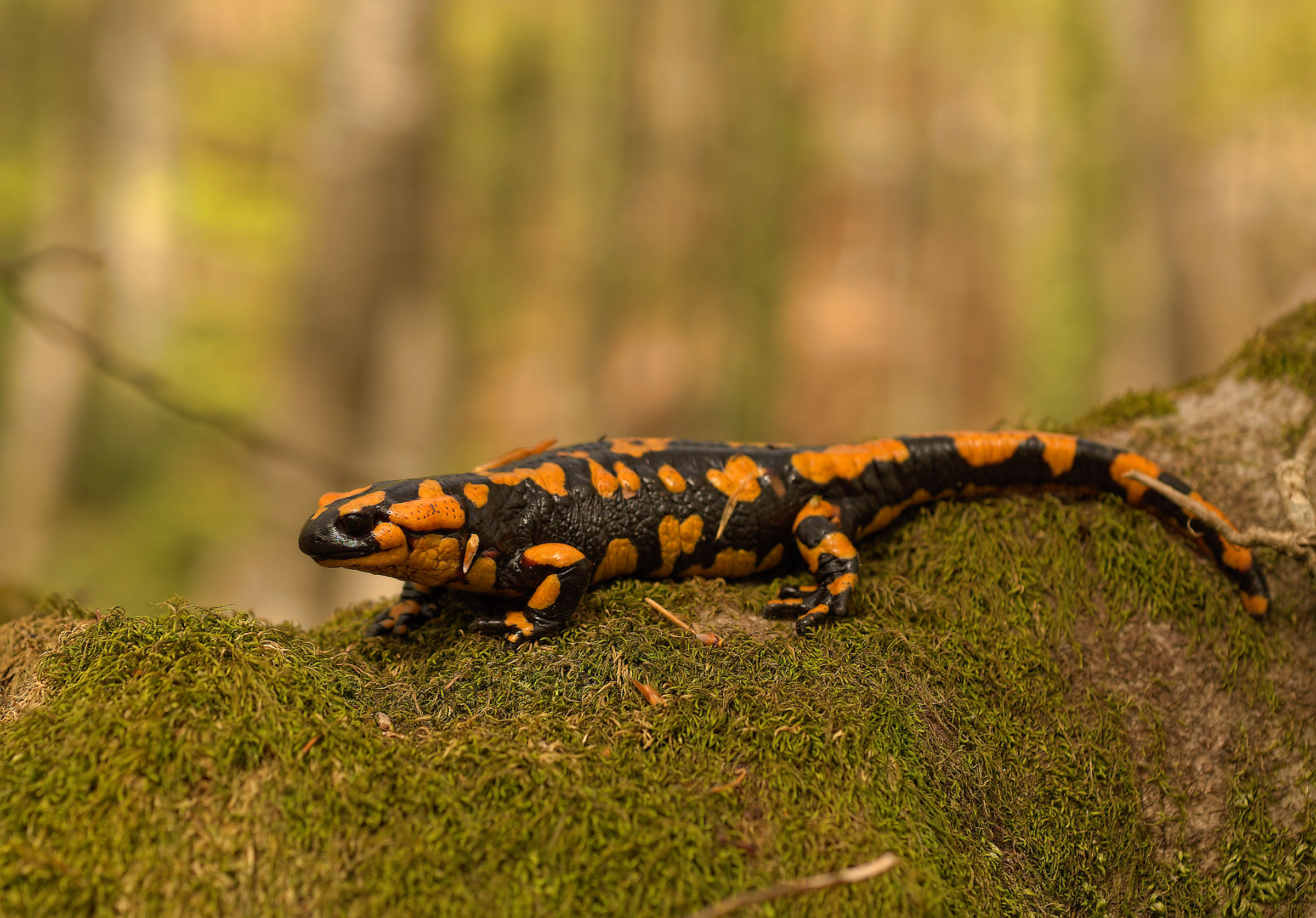 Salamandra pezzata (Salamandra Salamandra giglioils)