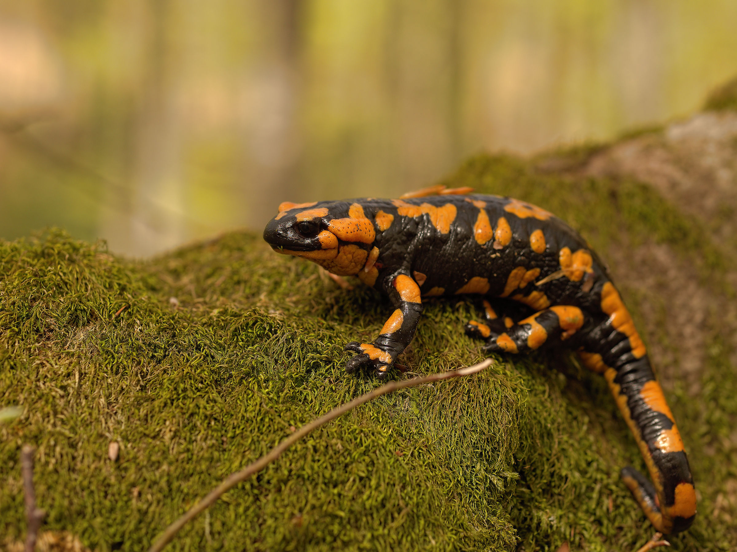 Salamandra pezzata (Salamandra Salamandra giglioils)