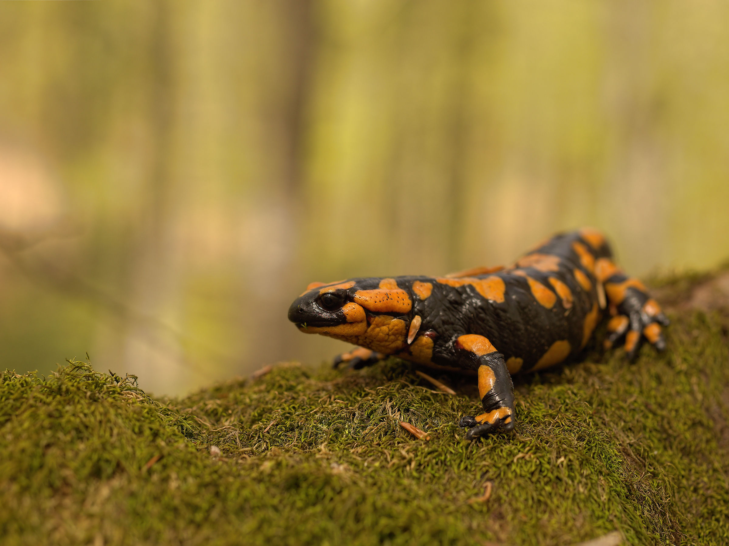 Salamandra pezzata (Salamandra Salamandra giglioils)