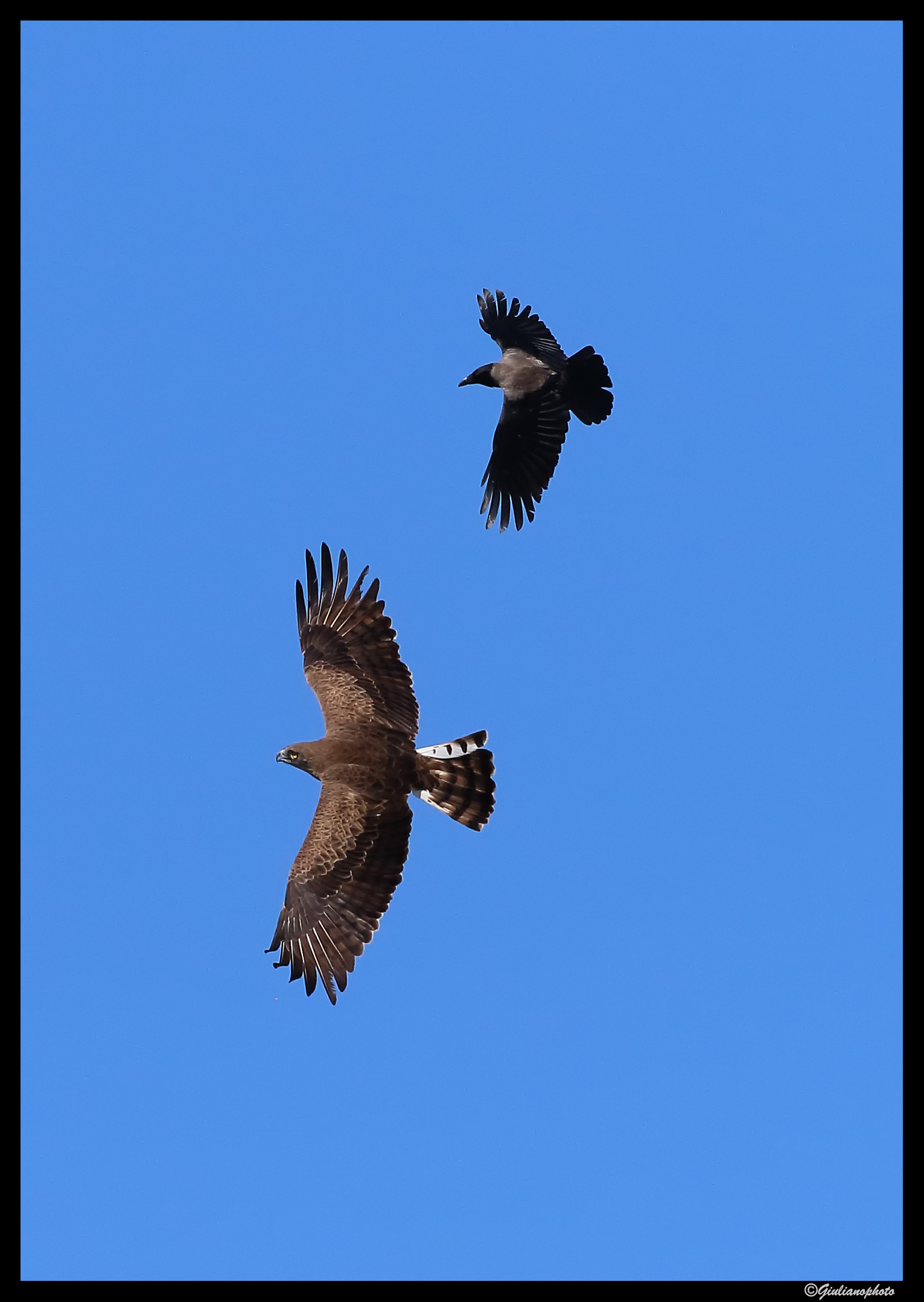 The Biancone and the Crow