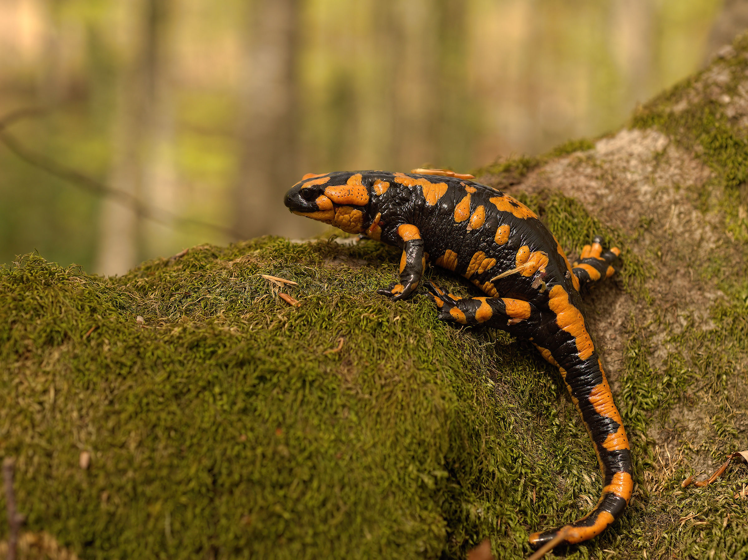 Salamandra pezzata (Salamandra Salamandra giglioils)