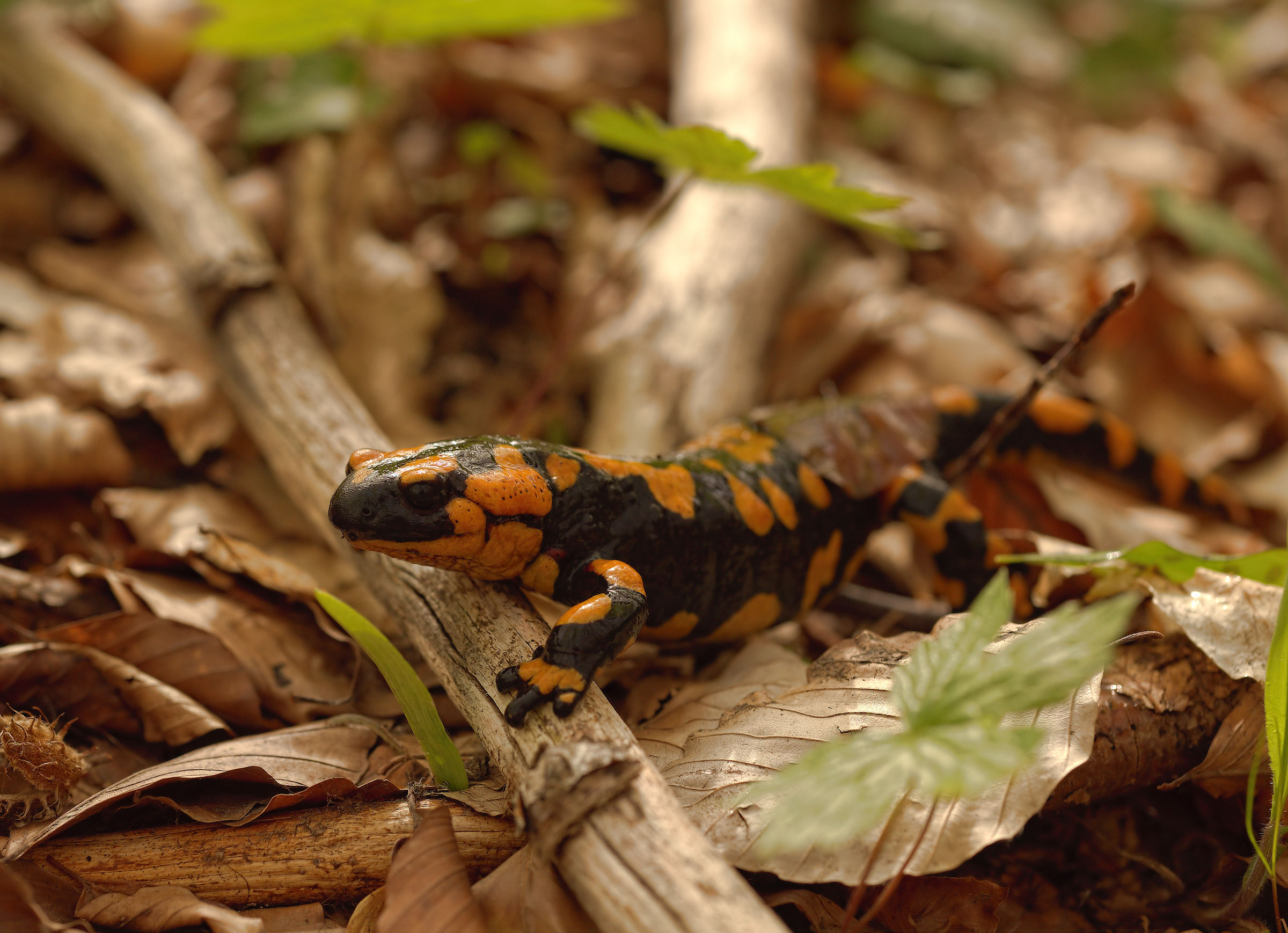 Salamandra pezzata (Salamandra Salamandra giglioils)