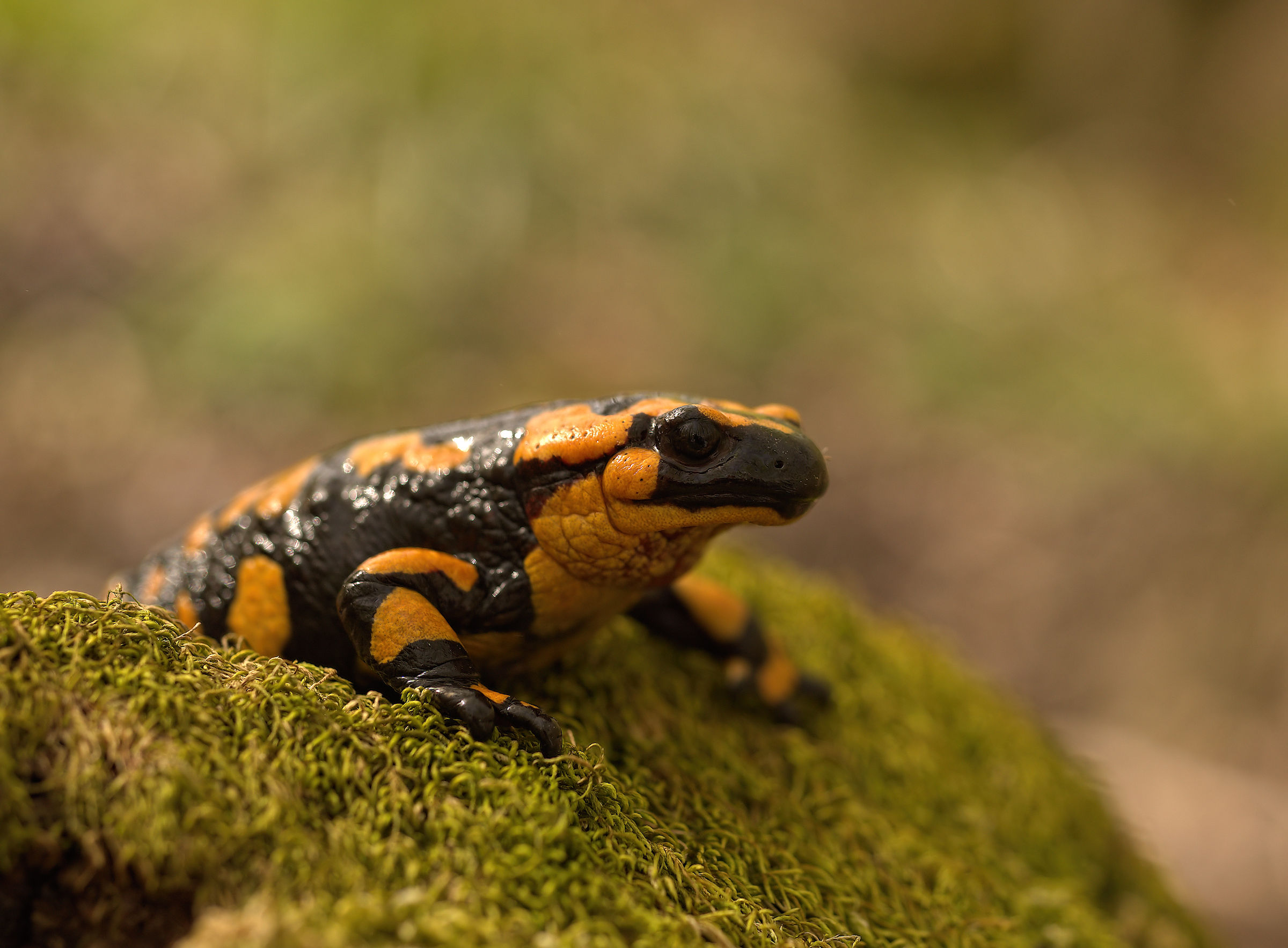Salamandra pezzata (Salamandra Salamandra giglioils)