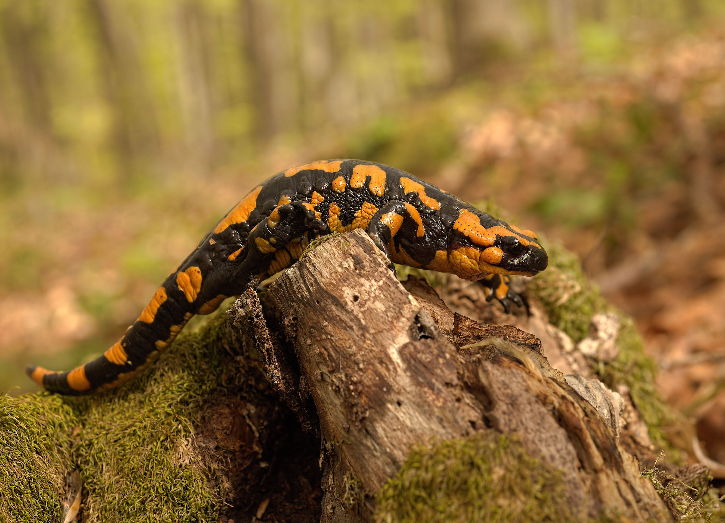 Salamandra pezzata (Salamandra Salamandra giglioils)