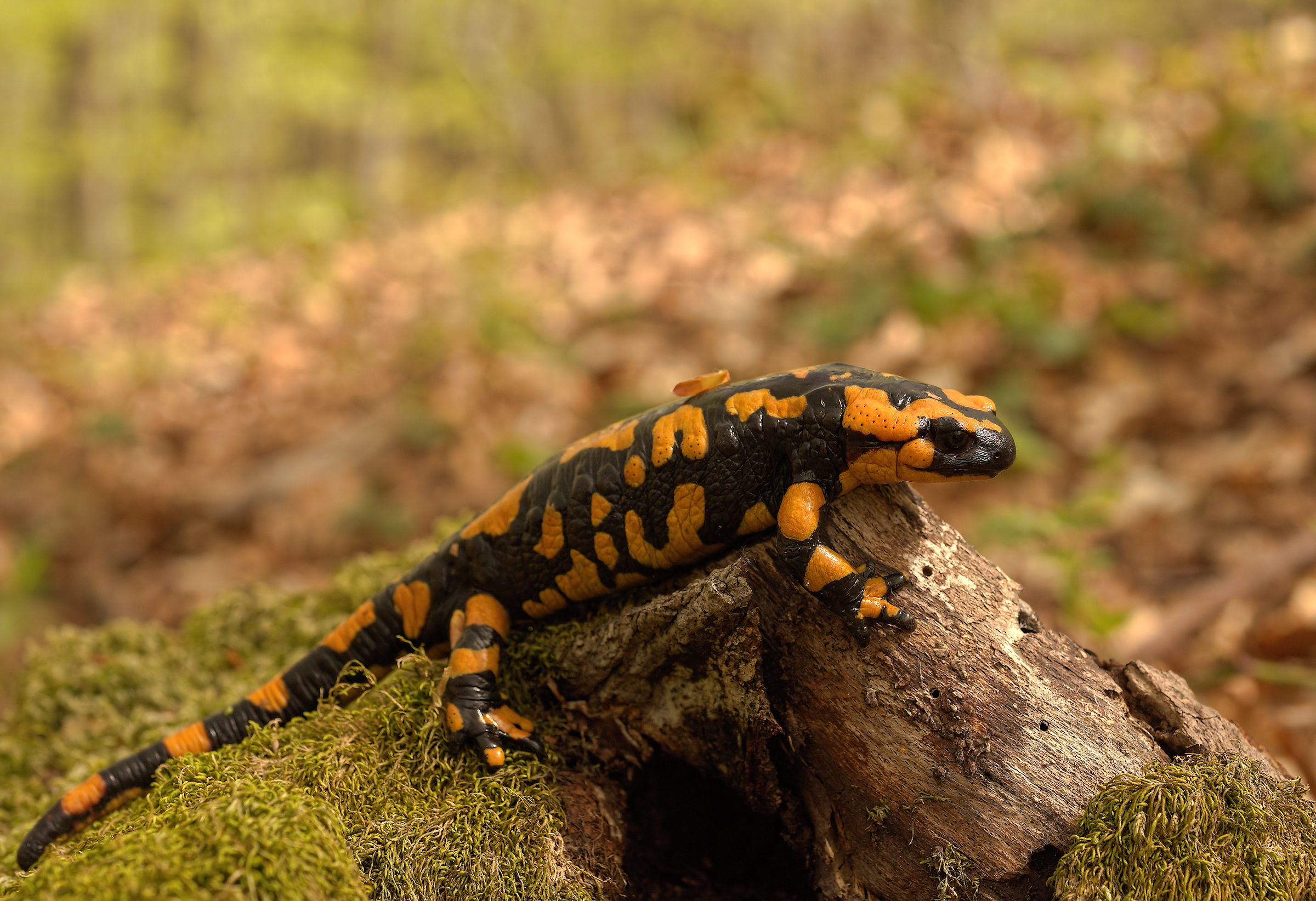 Salamandra pezzata (Salamandra Salamandra giglioils)