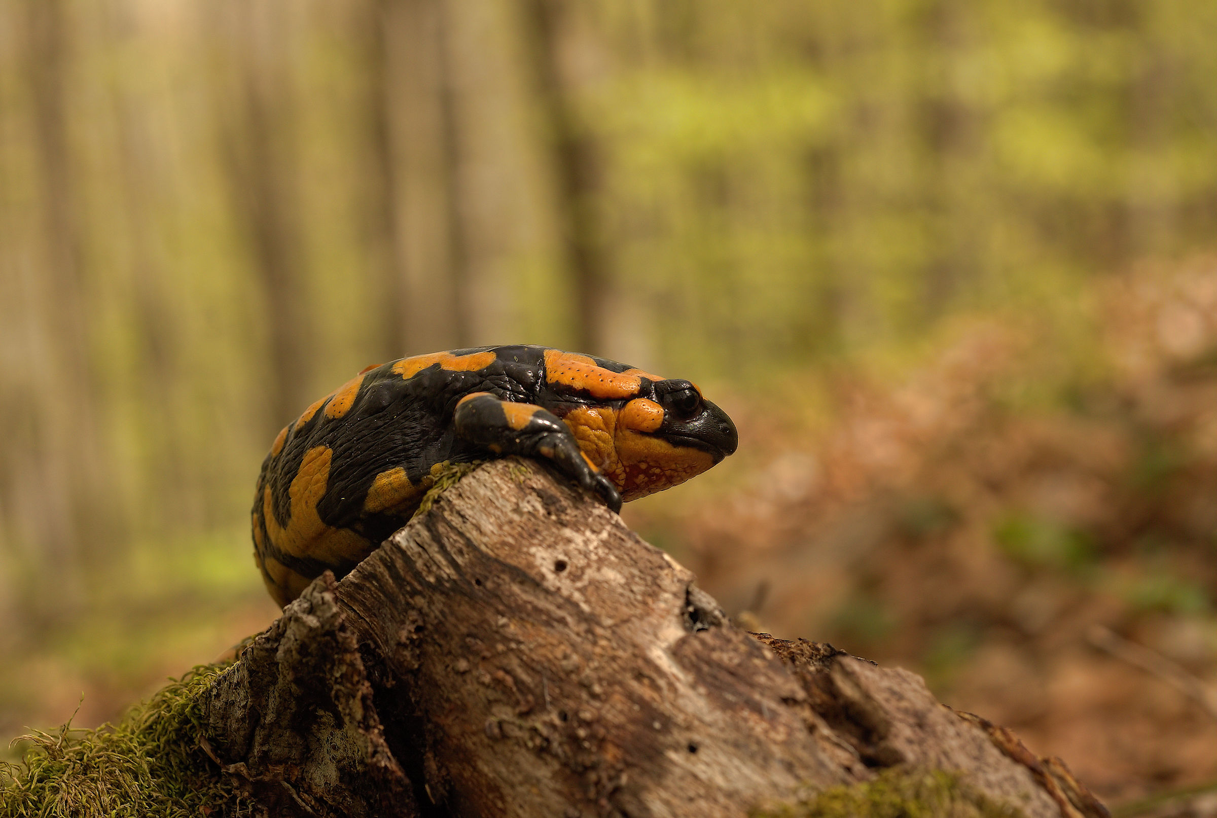 Salamandra pezzata (Salamandra Salamandra giglioils)