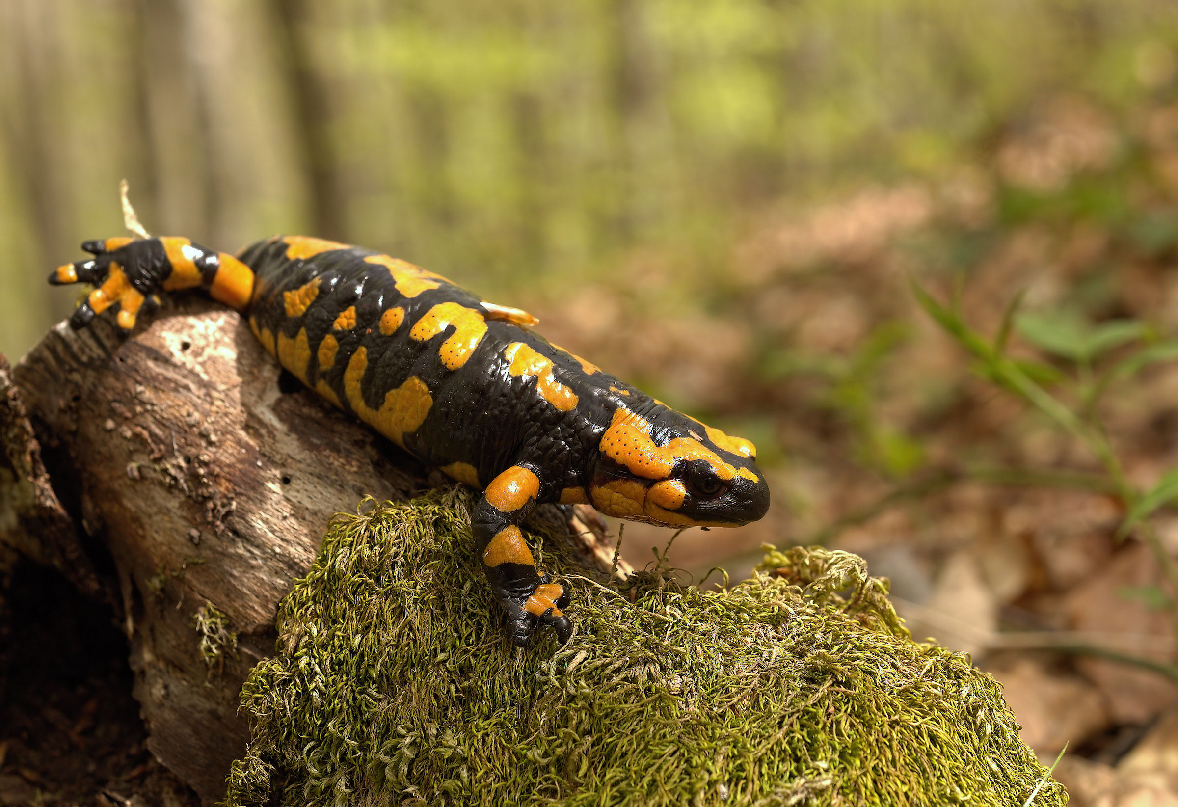 Salamandra pezzata (Salamandra Salamandra giglioils)