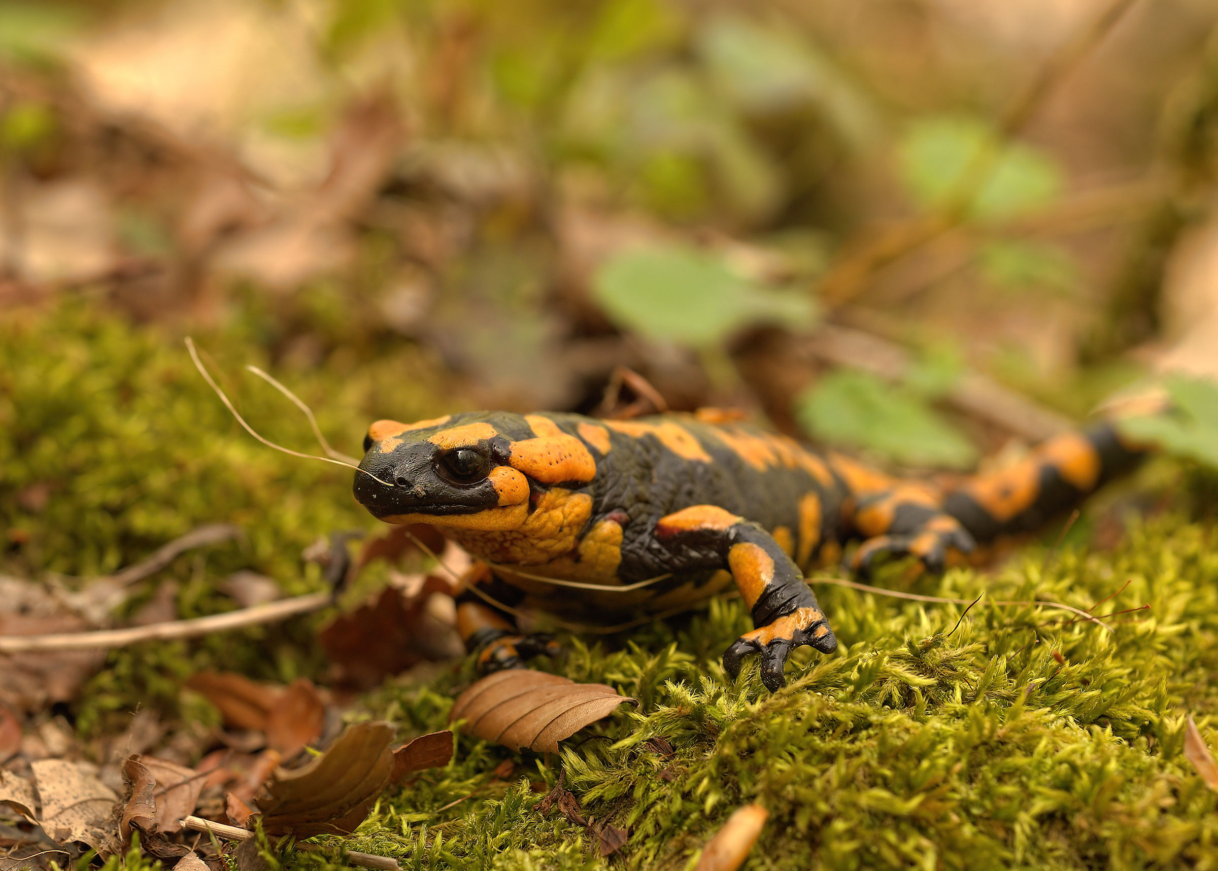 Salamandra pezzata (Salamandra Salamandra giglioils)