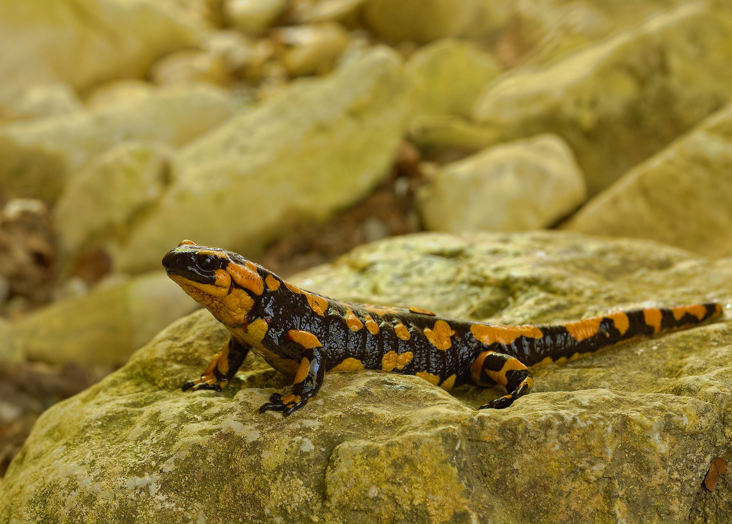 Salamandra pezzata (Salamandra Salamandra giglioils)