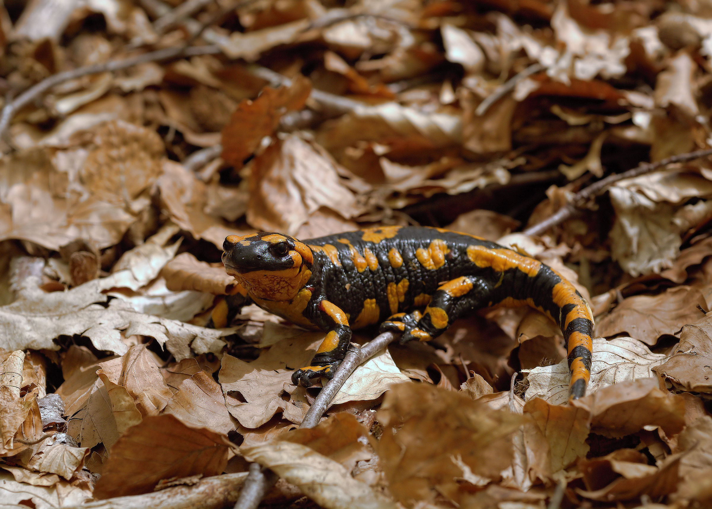 Salamandra pezzata (Salamandra Salamandra giglioils)