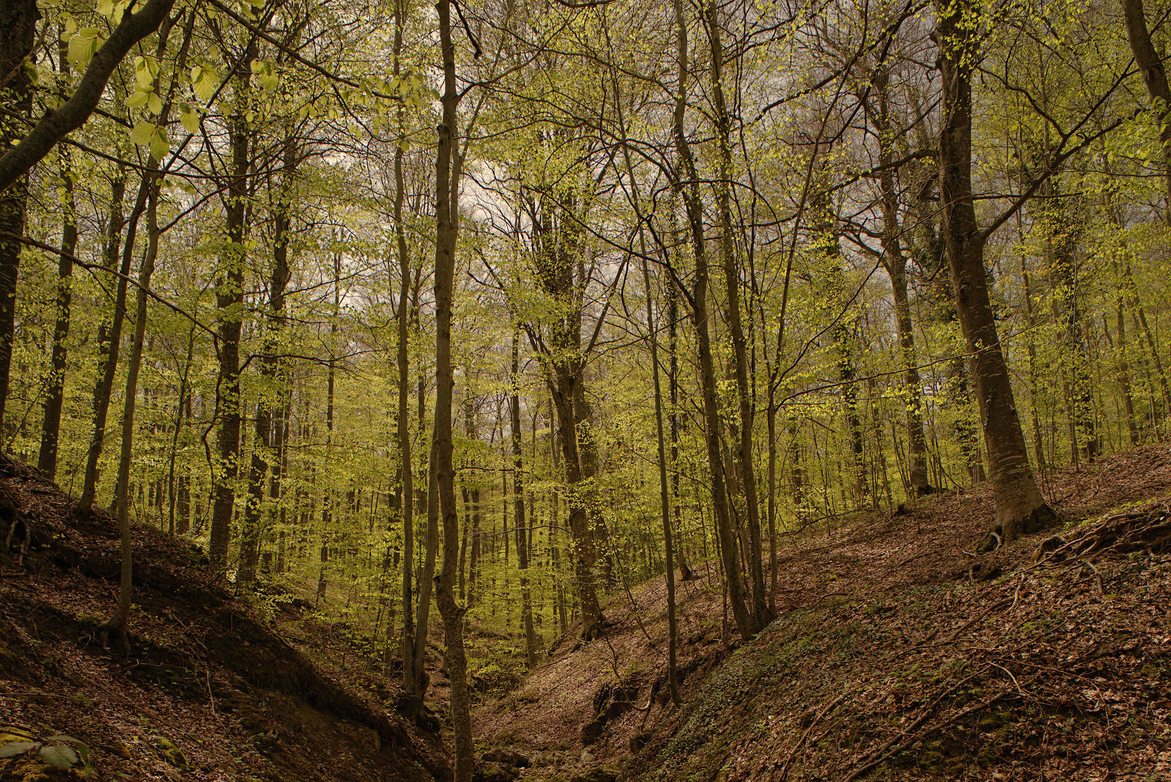 Faggeta della Maiella