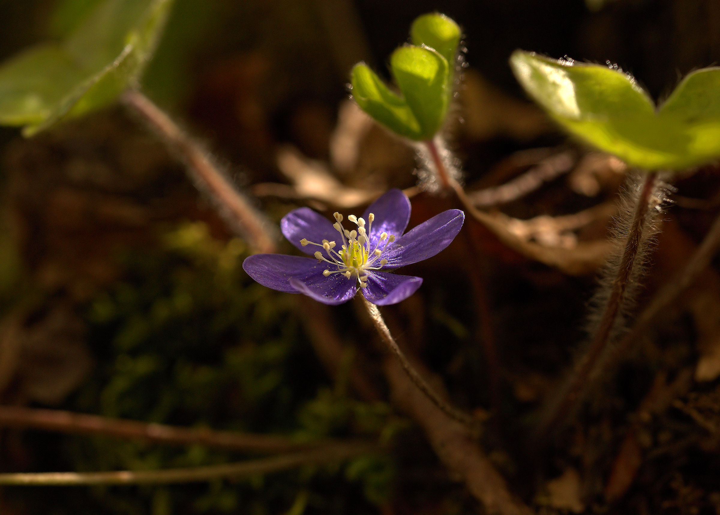 Hepatica