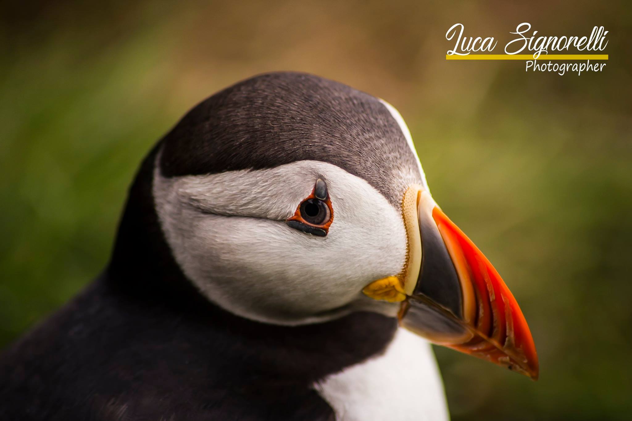 Puffin
