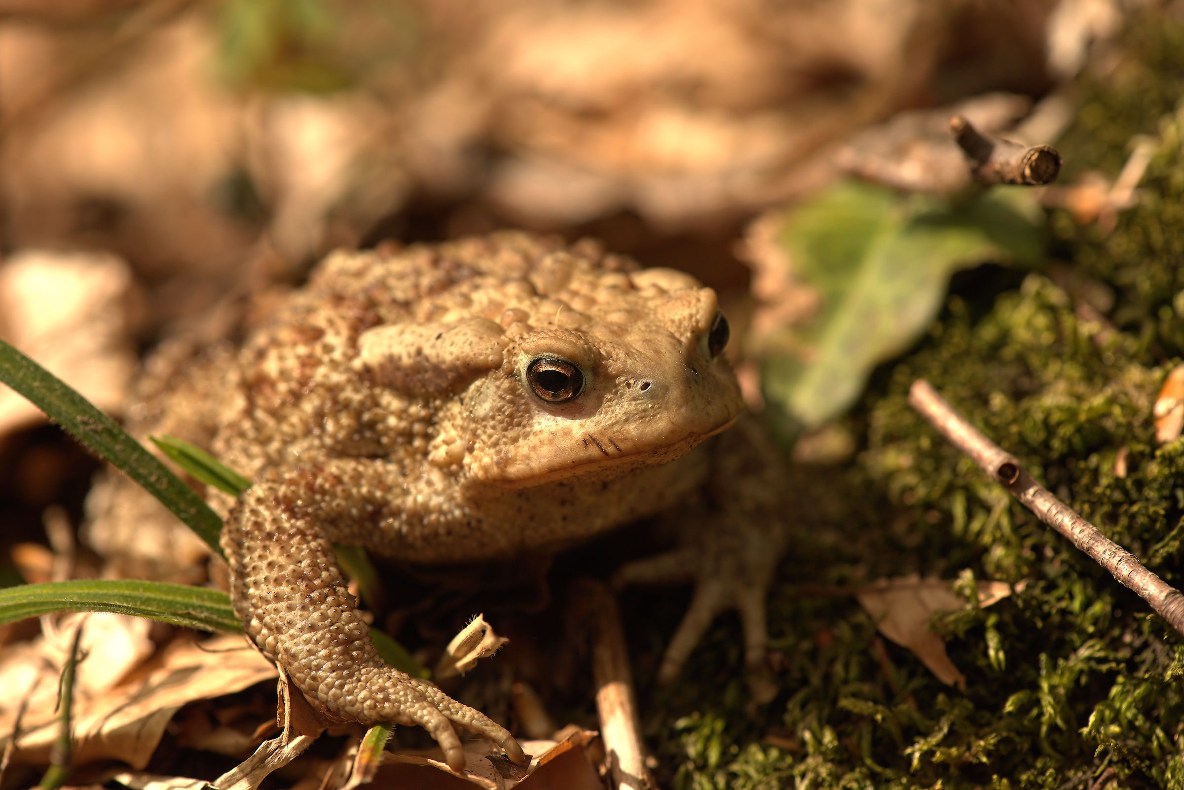 Male Common toad