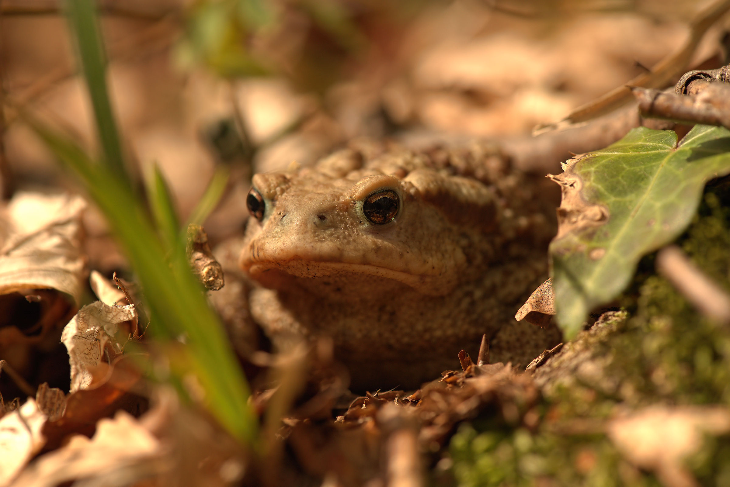 Male Common toad