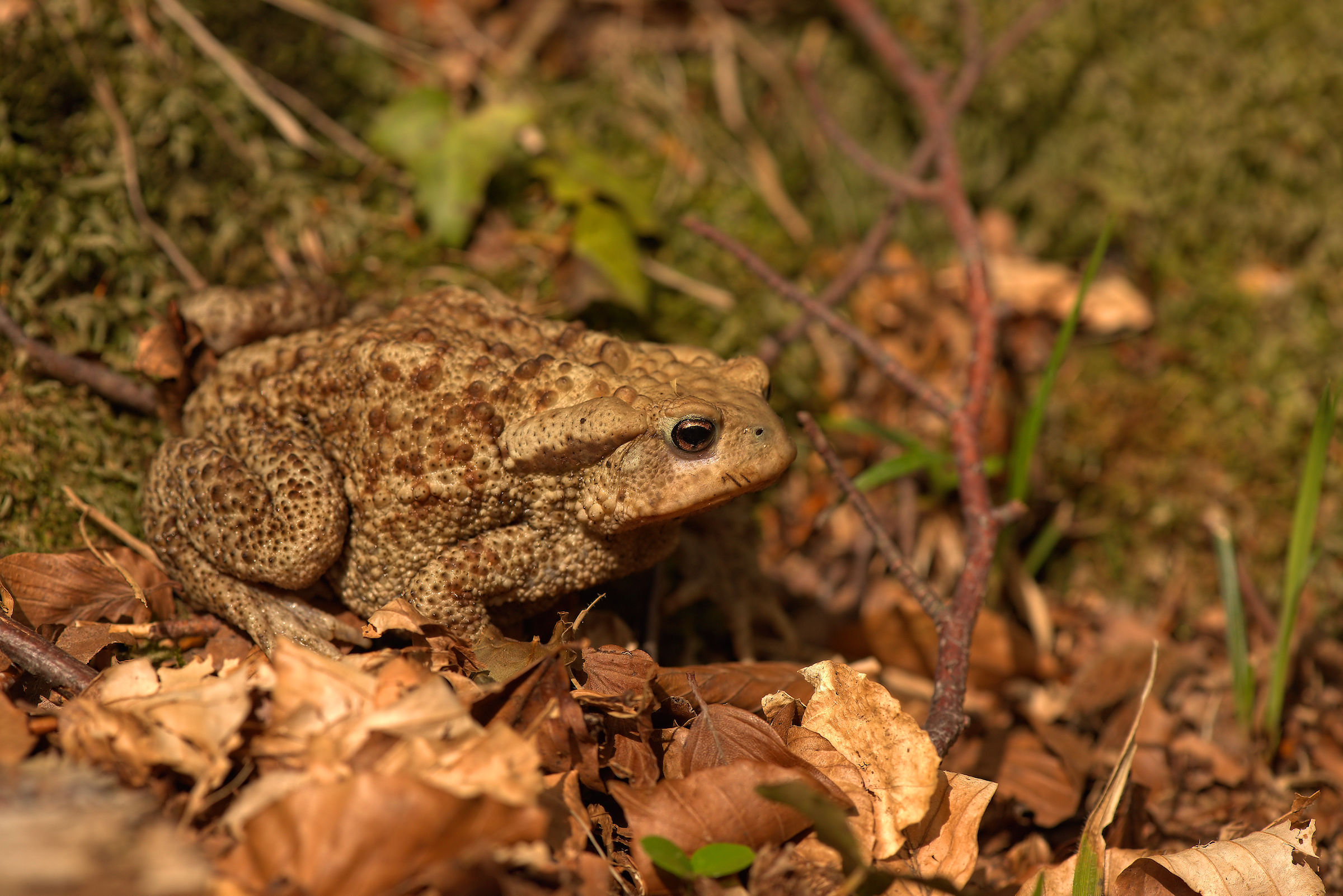 Male Common toad