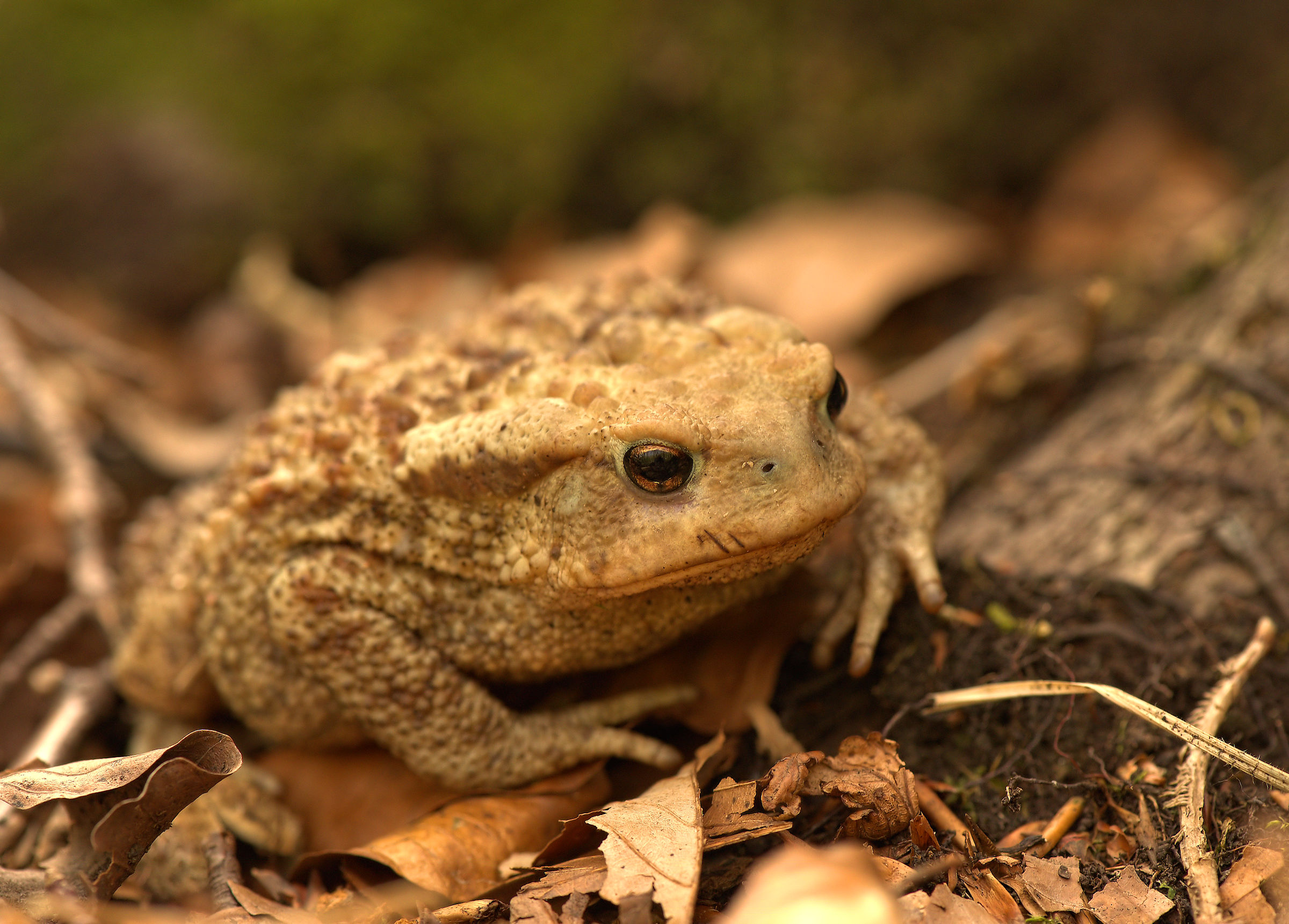 Male Common toad