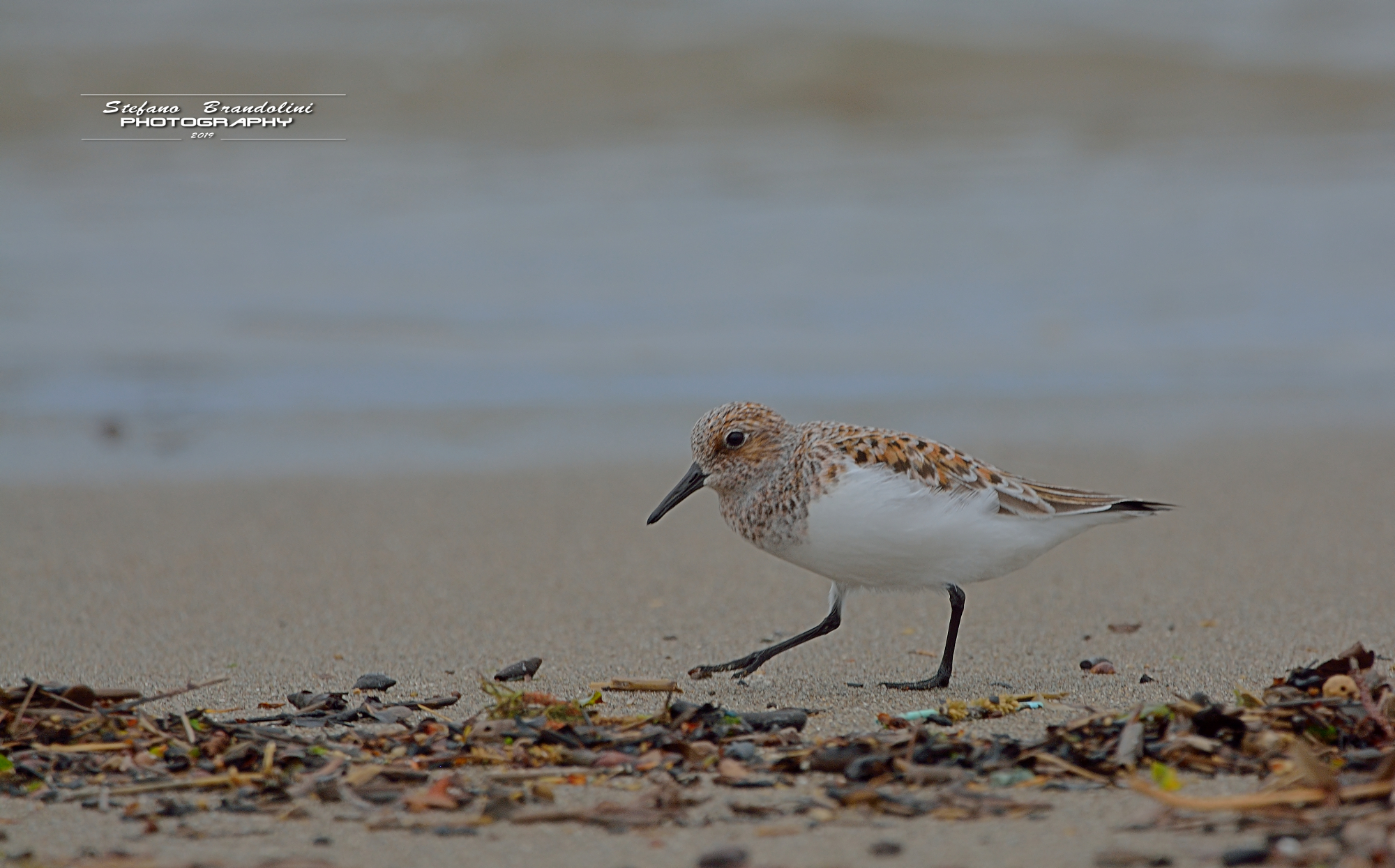 Piovanello Tridattilo