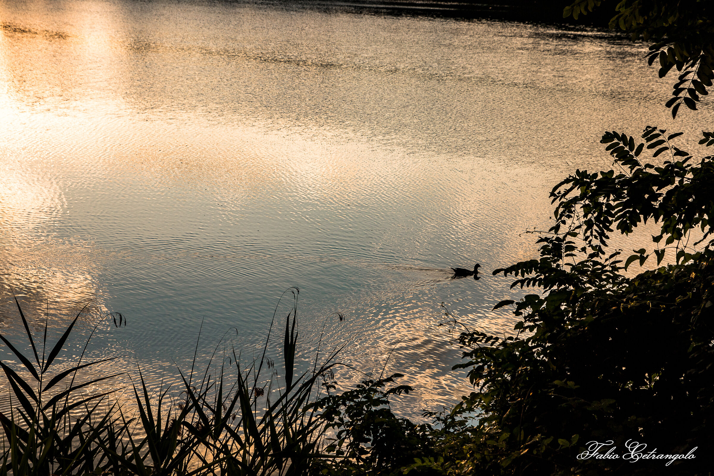 Envy-a swim in the sunset.