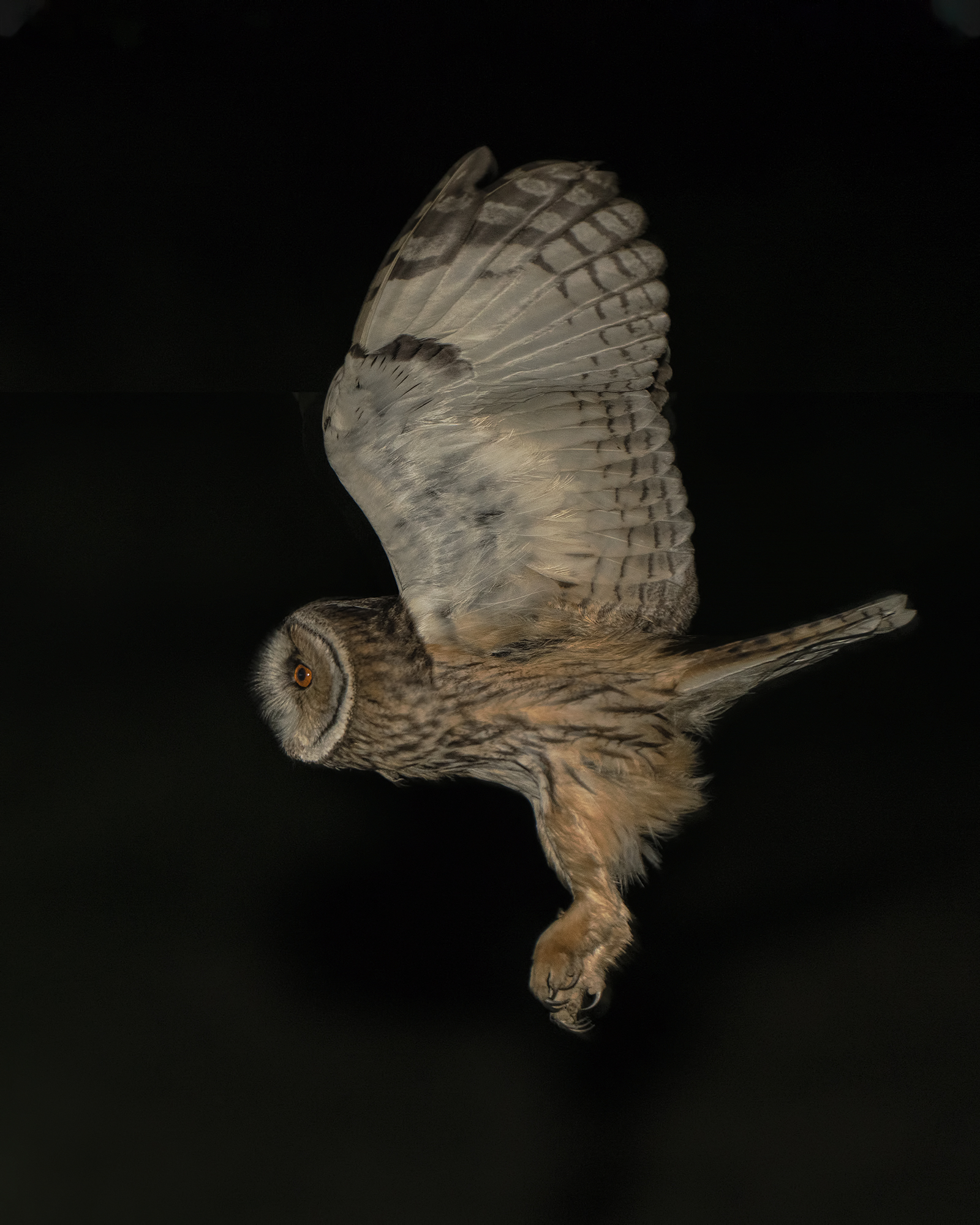 Common Owl flying