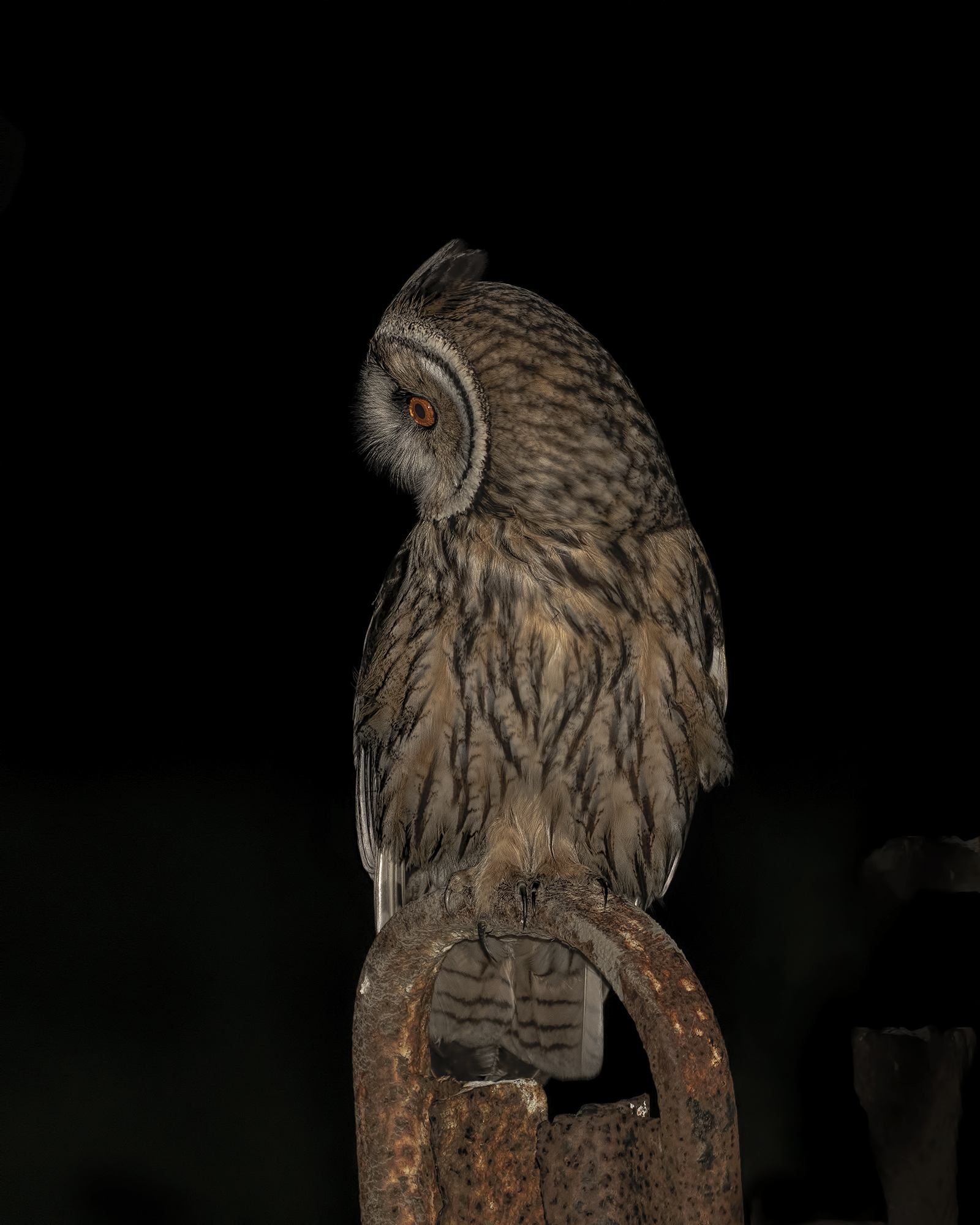 Portrait of the Common Owl