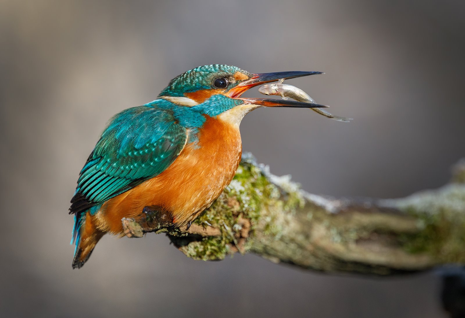 Kingfisher with a good catch