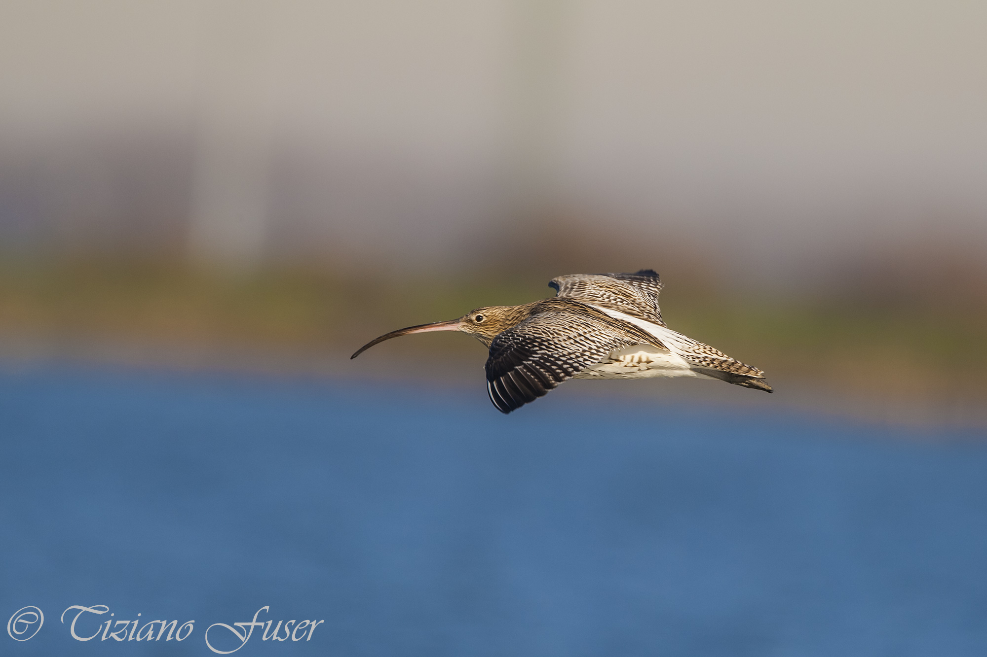 curlew