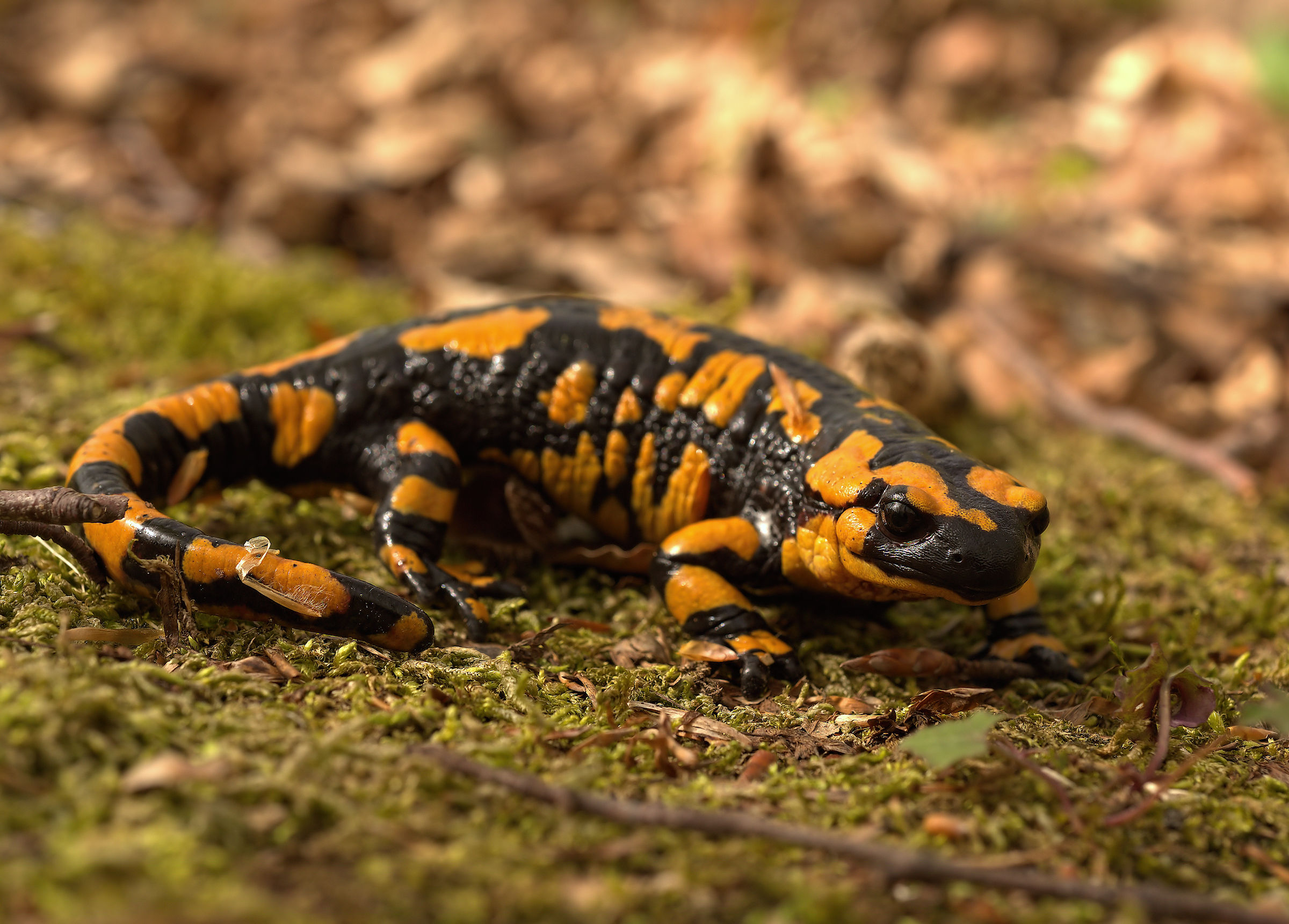 Salamandra pezzata (Salamandra Salamandra giglioils)