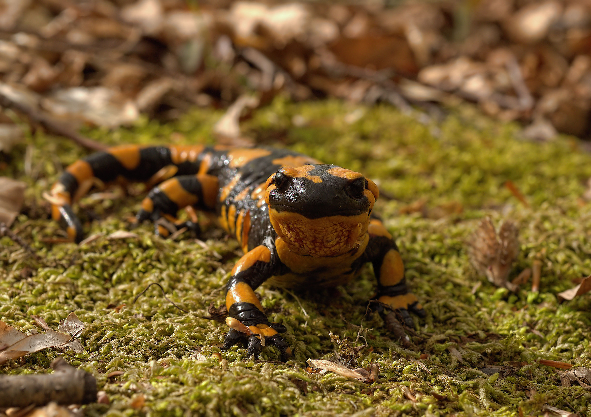 Salamandra pezzata (Salamandra Salamandra giglioils)