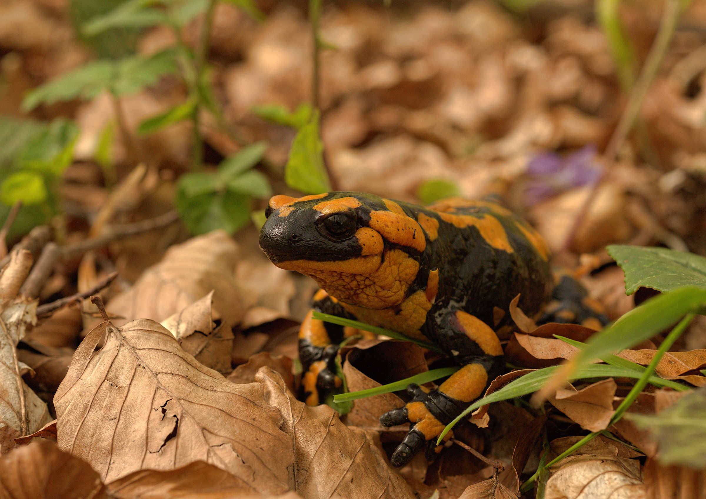Salamandra pezzata (Salamandra Salamandra giglioils)