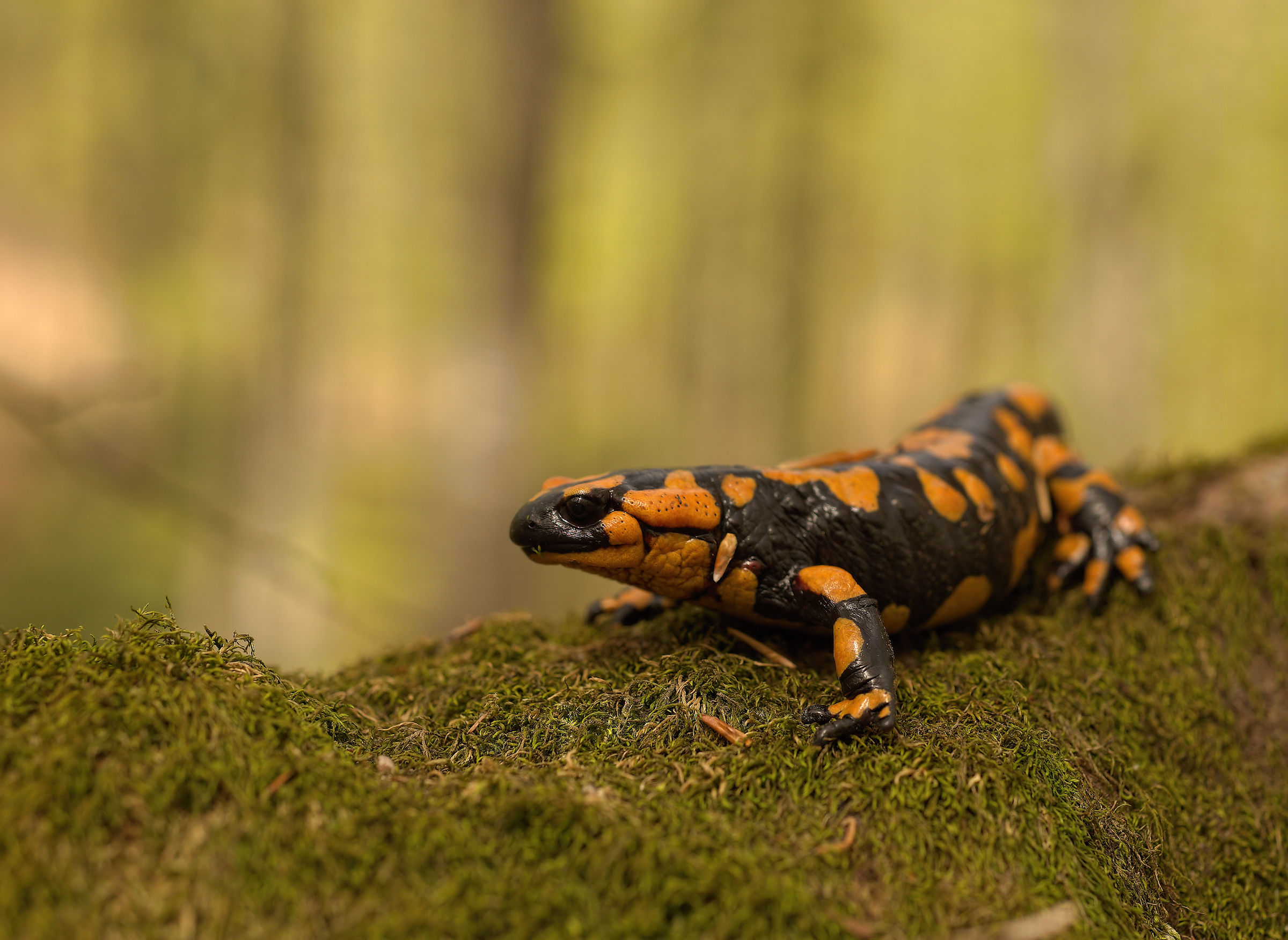 Salamandra pezzata (Salamandra Salamandra giglioils)