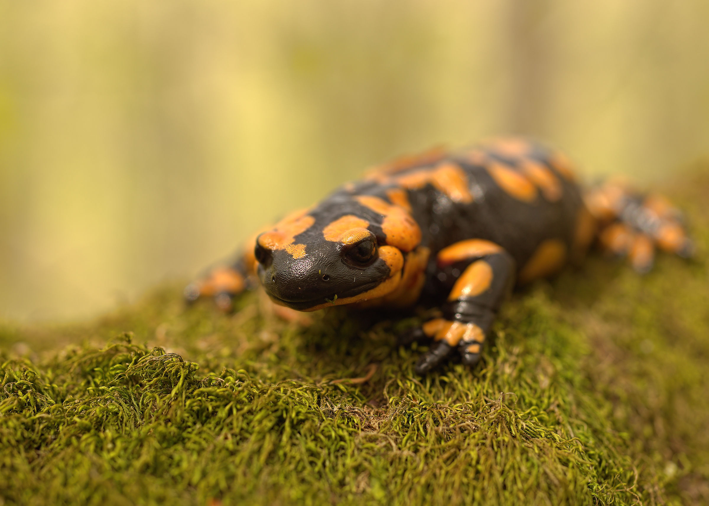 Salamandra pezzata (Salamandra Salamandra giglioils)