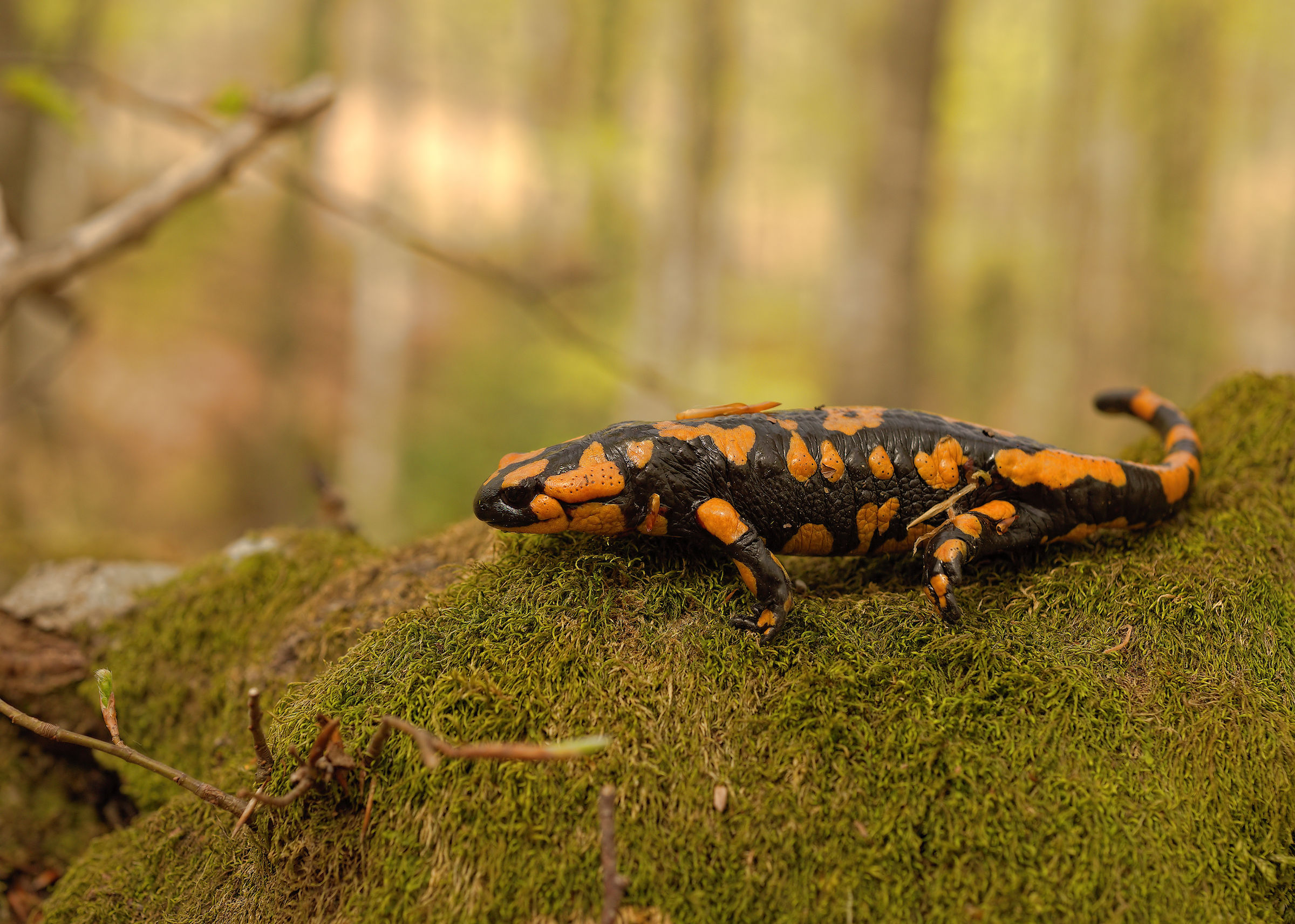 Salamandra pezzata (Salamandra Salamandra giglioils)