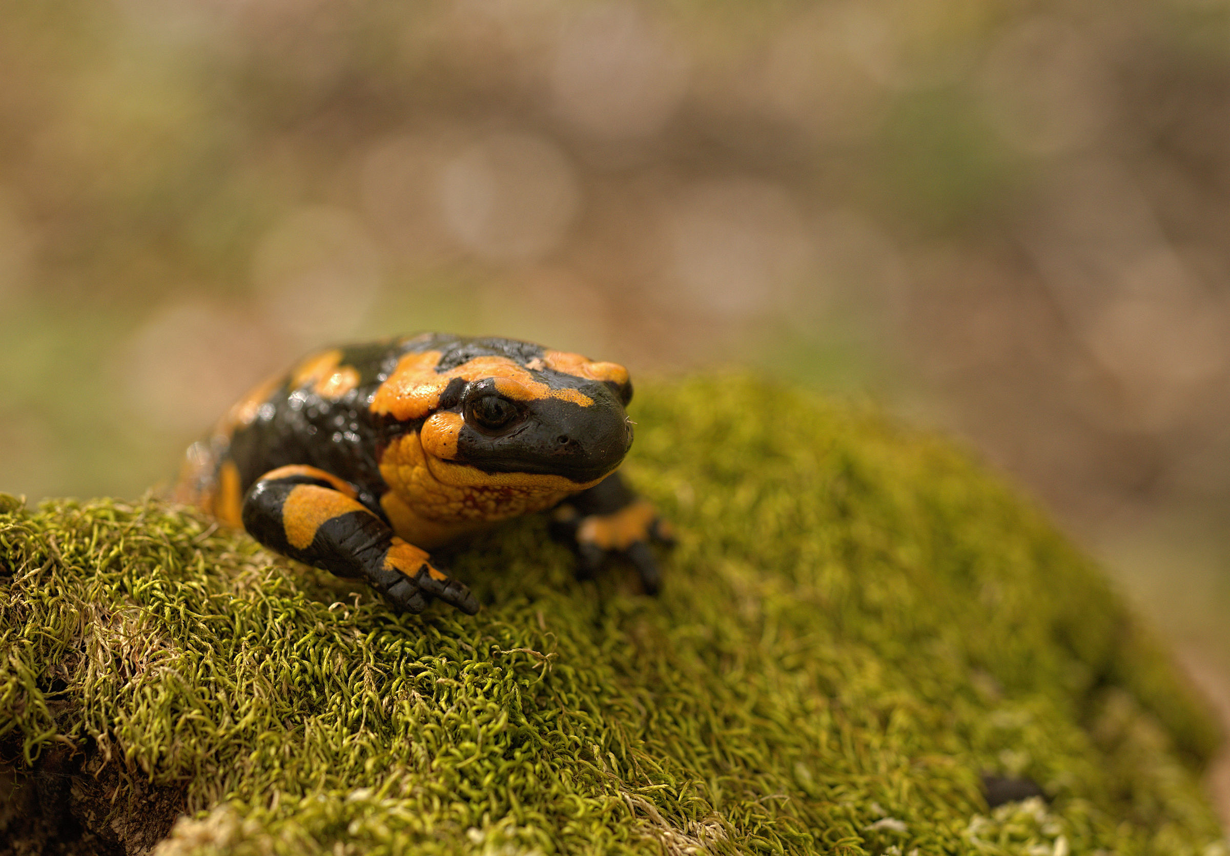 Salamandra pezzata (Salamandra Salamandra giglioils)