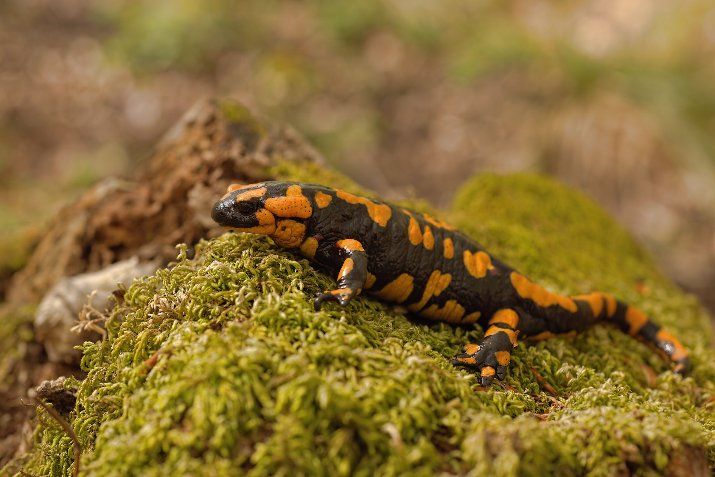 Salamandra pezzata (Salamandra Salamandra giglioils)
