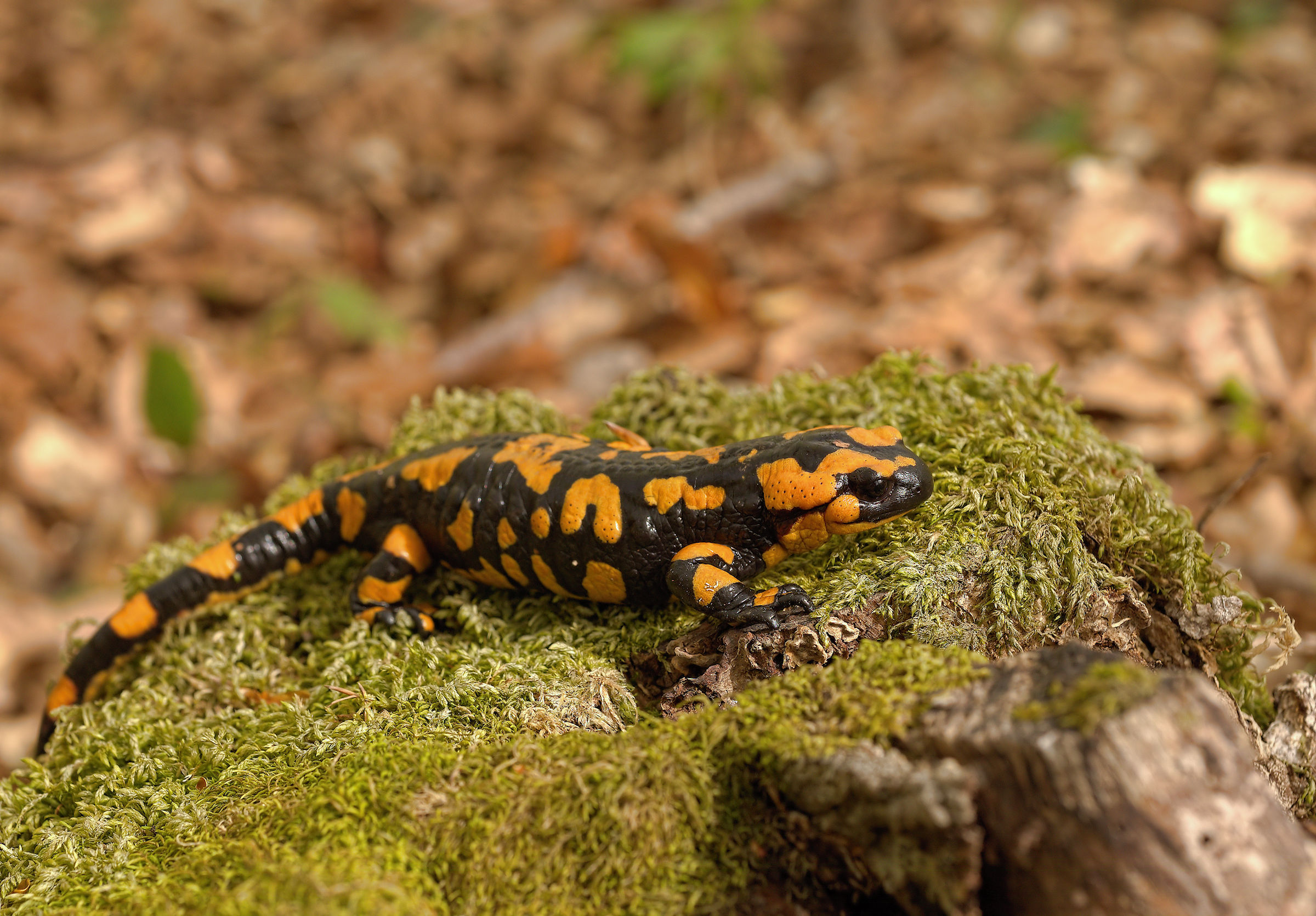Salamandra pezzata (Salamandra Salamandra giglioils)